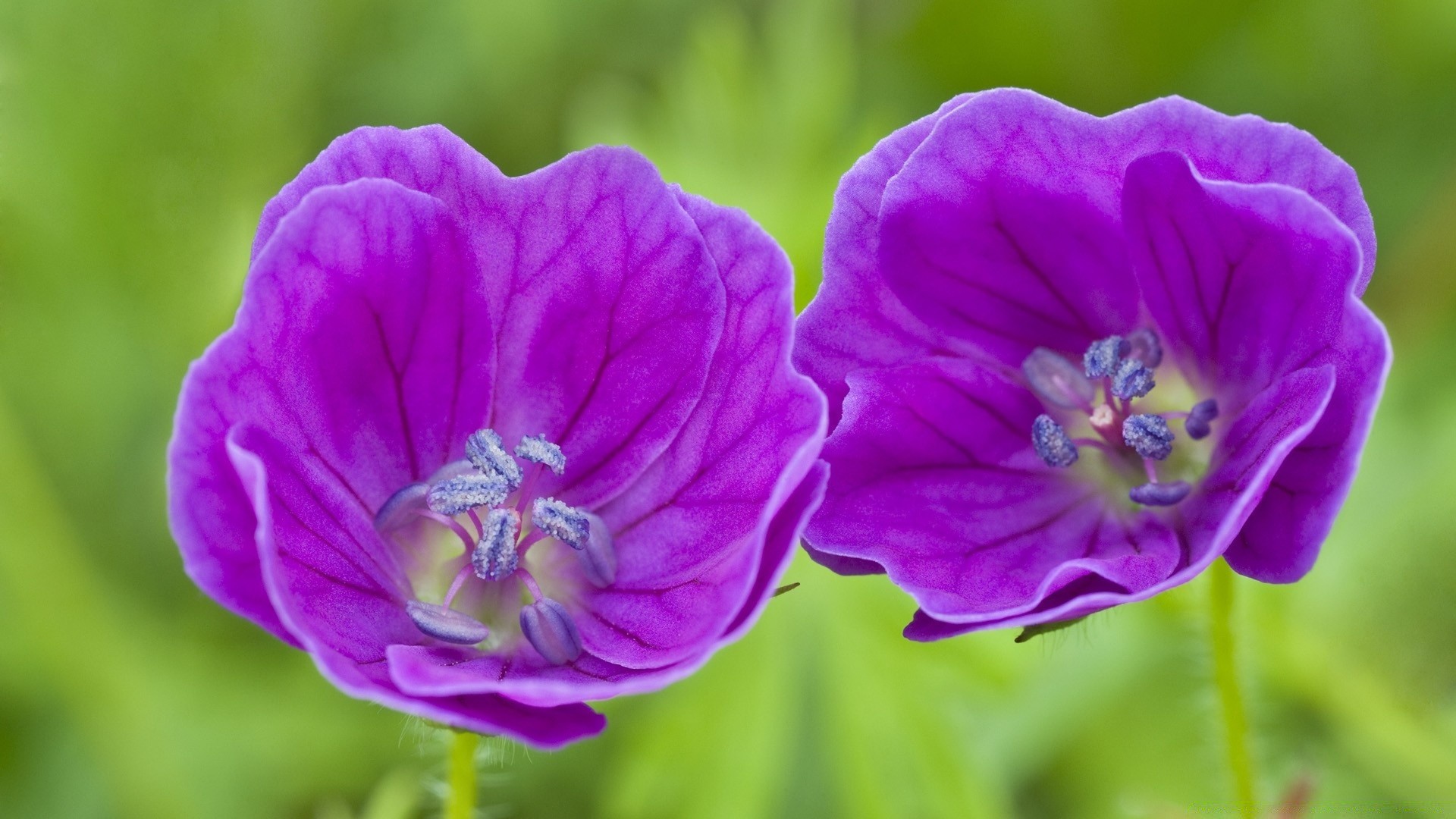 fiori natura fiore flora giardino estate fiore foglia viola petalo floreale colore luminoso crescita all aperto close-up