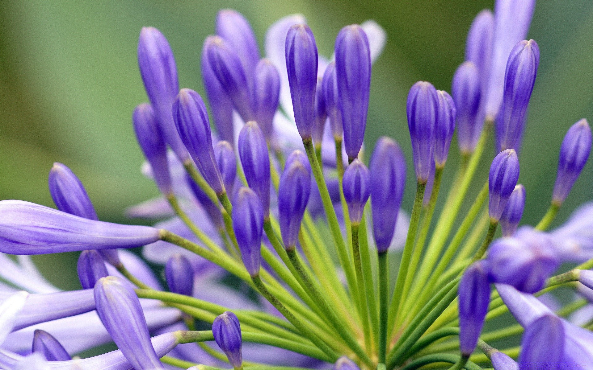 flowers nature flower flora leaf summer garden growth petal blooming floral color head