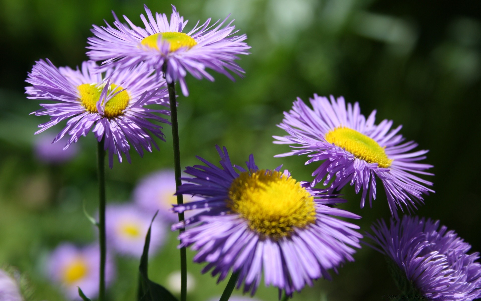 flowers nature flora flower summer garden blooming close-up leaf bright petal floral wild color hayfield field violet season outdoors grass