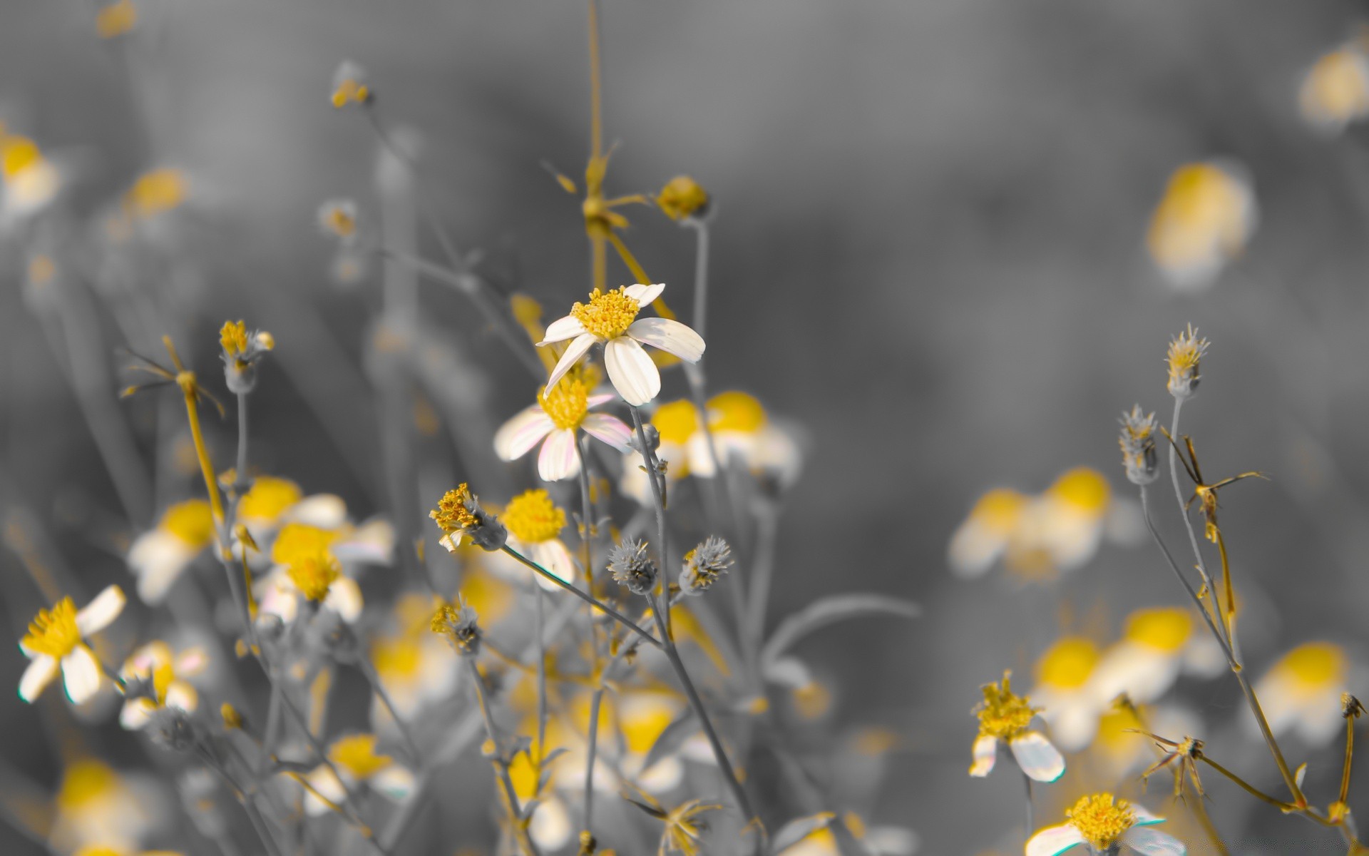 kwiaty natura kwiat flora pole na zewnątrz lato wiejski jasny ogród dobra pogoda kolor sezon liść trawa wzrost zbliżenie bluming dziki sianokosy