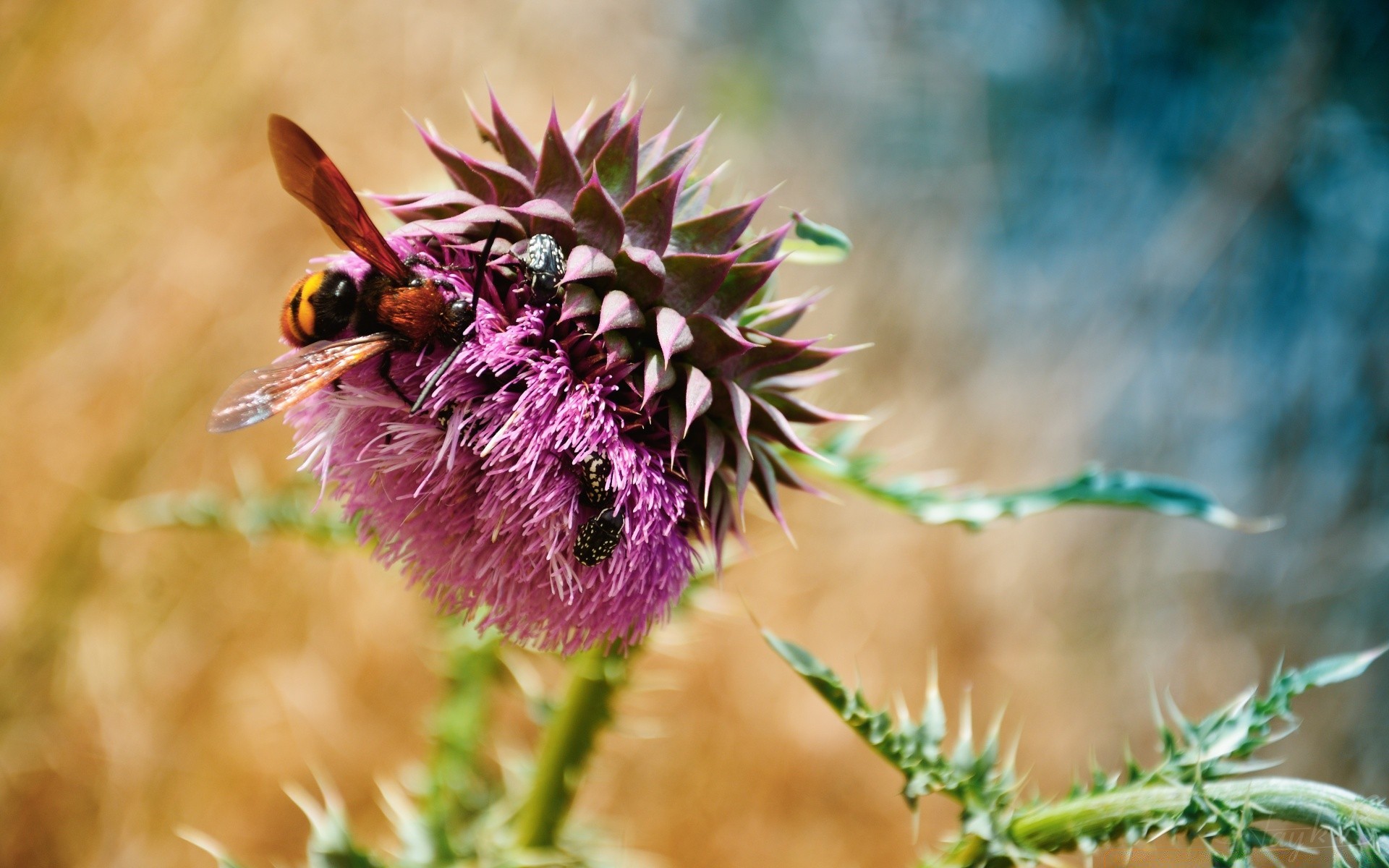 flowers nature flower insect flora bee wild close-up outdoors leaf summer garden grass thistle