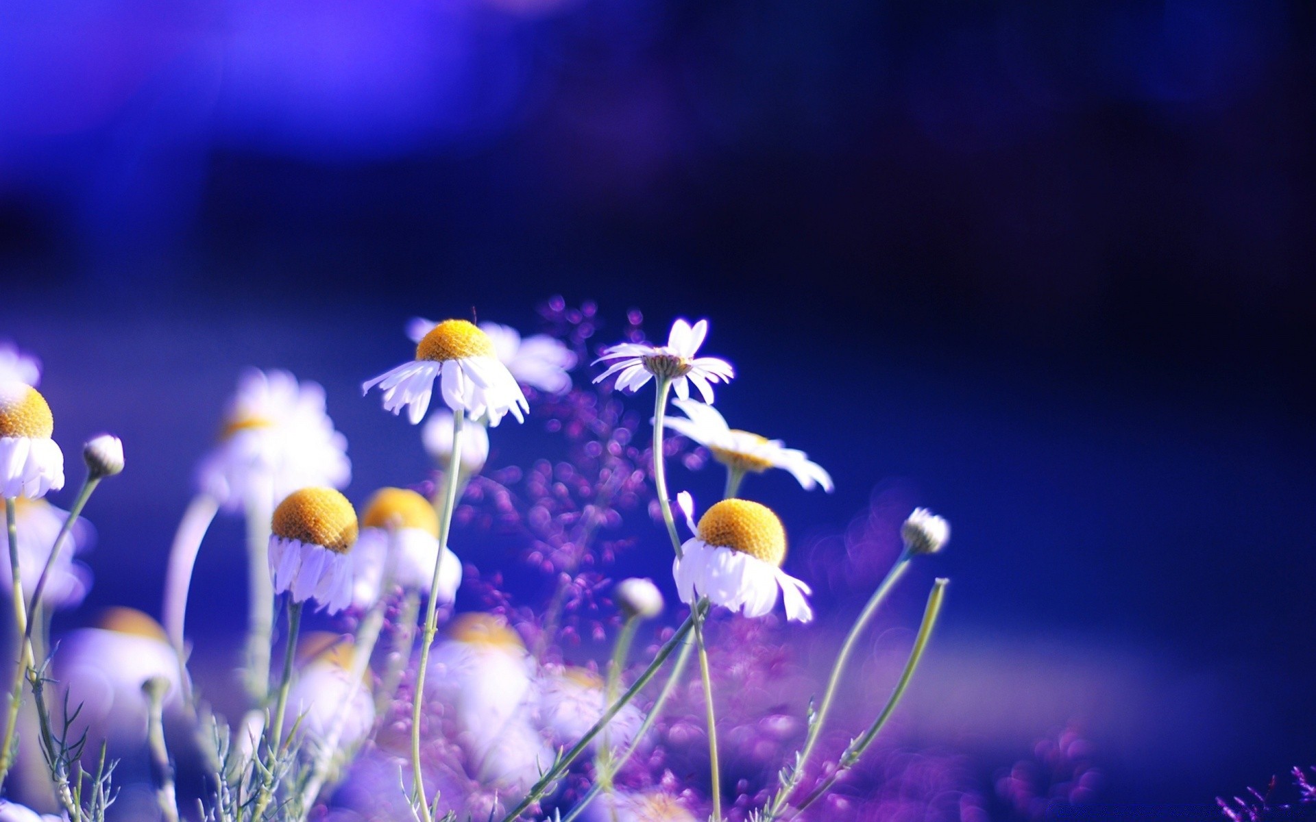 fiori natura fiore flora crescita fieno estate campo erba all aperto giardino luminoso selvaggio stagione bel tempo colore sfocatura petalo floreale foglia