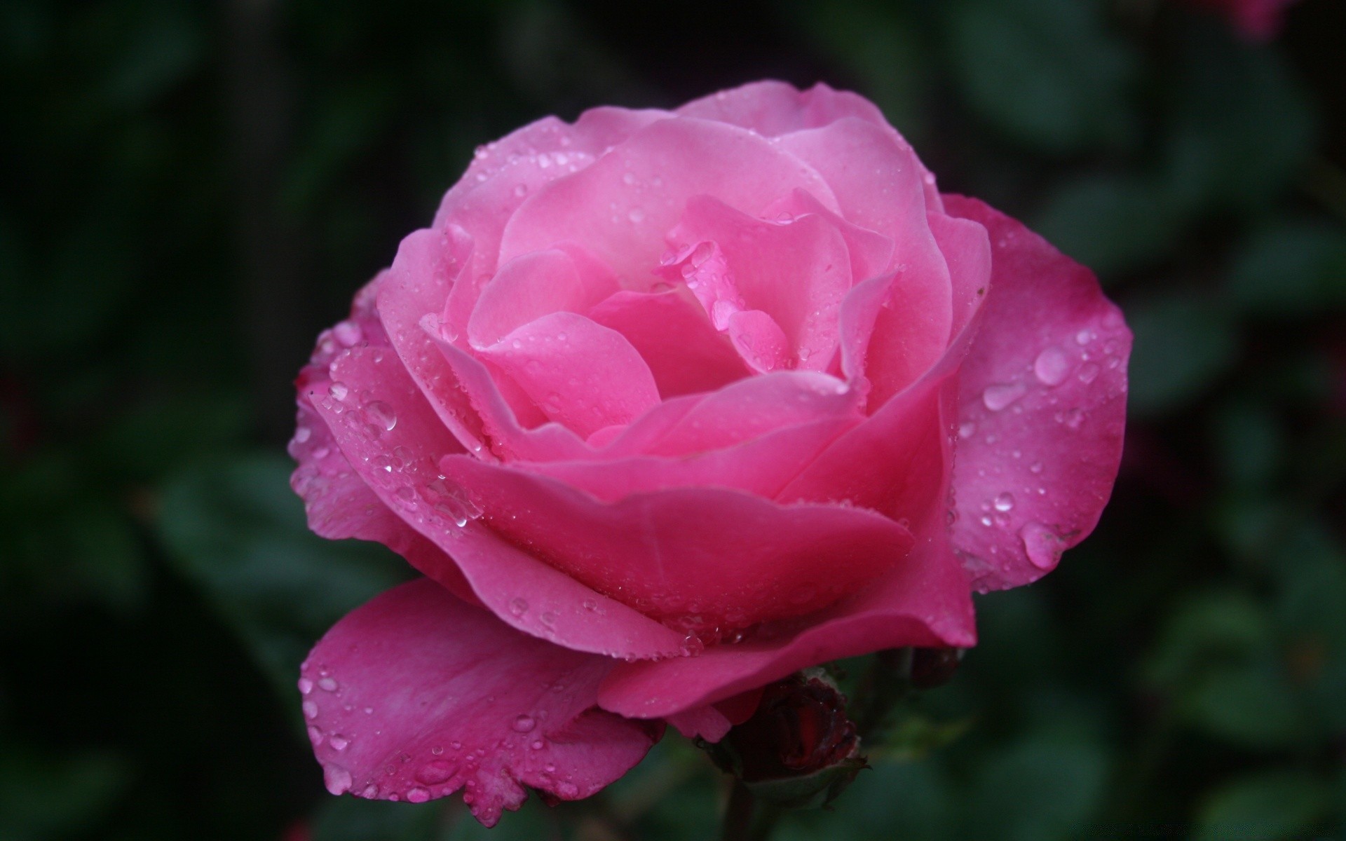 flowers flower rose nature flora leaf love petal dew romance summer garden floral blooming color