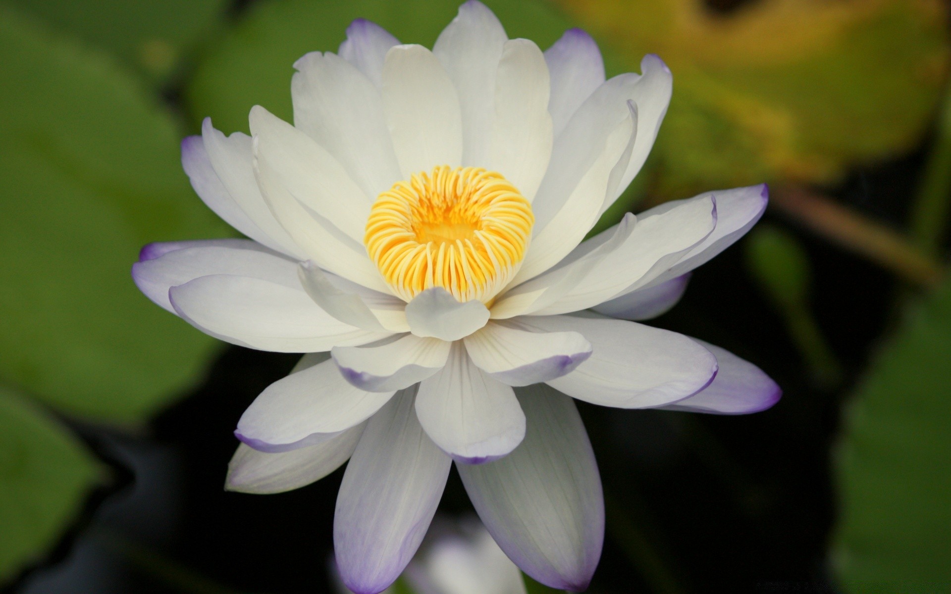 fleurs fleur flore feuille lotus nature bluming piscine jardin pétale lily floral été tropical nénuphar aquatique zen belle botanique exotique