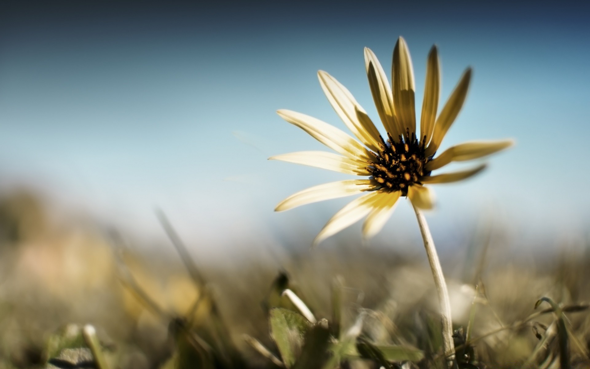 blumen natur blume feld gras im freien sommer sonne flora