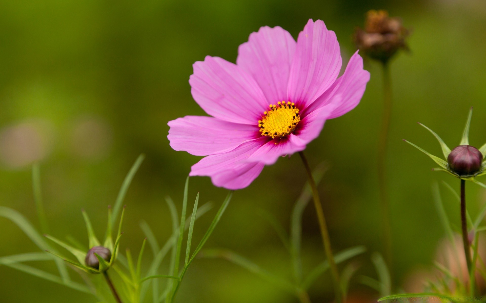 flowers nature summer flower flora leaf garden grass bright close-up field outdoors color blooming