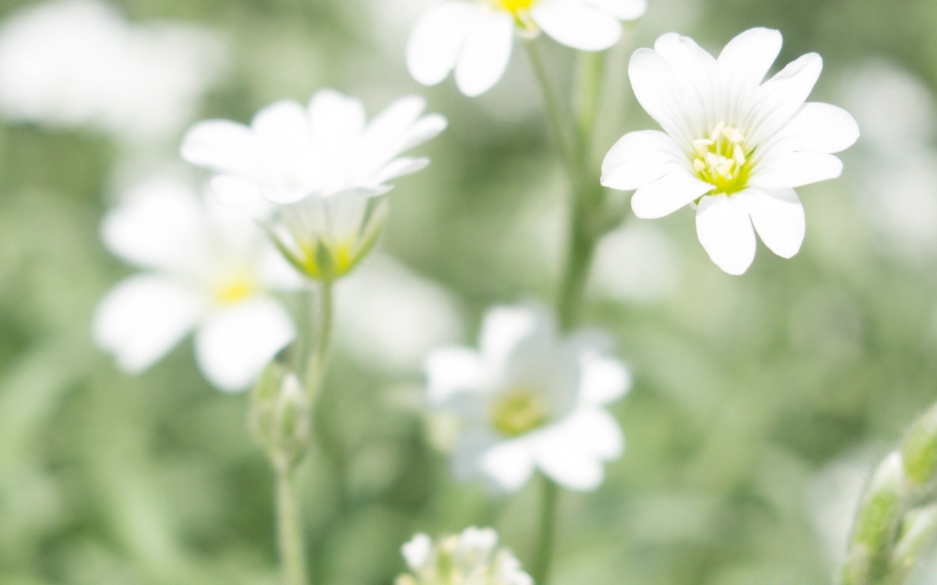 flowers nature flower flora summer garden leaf bright fair weather outdoors season blooming petal growth grass floral close-up wild color field