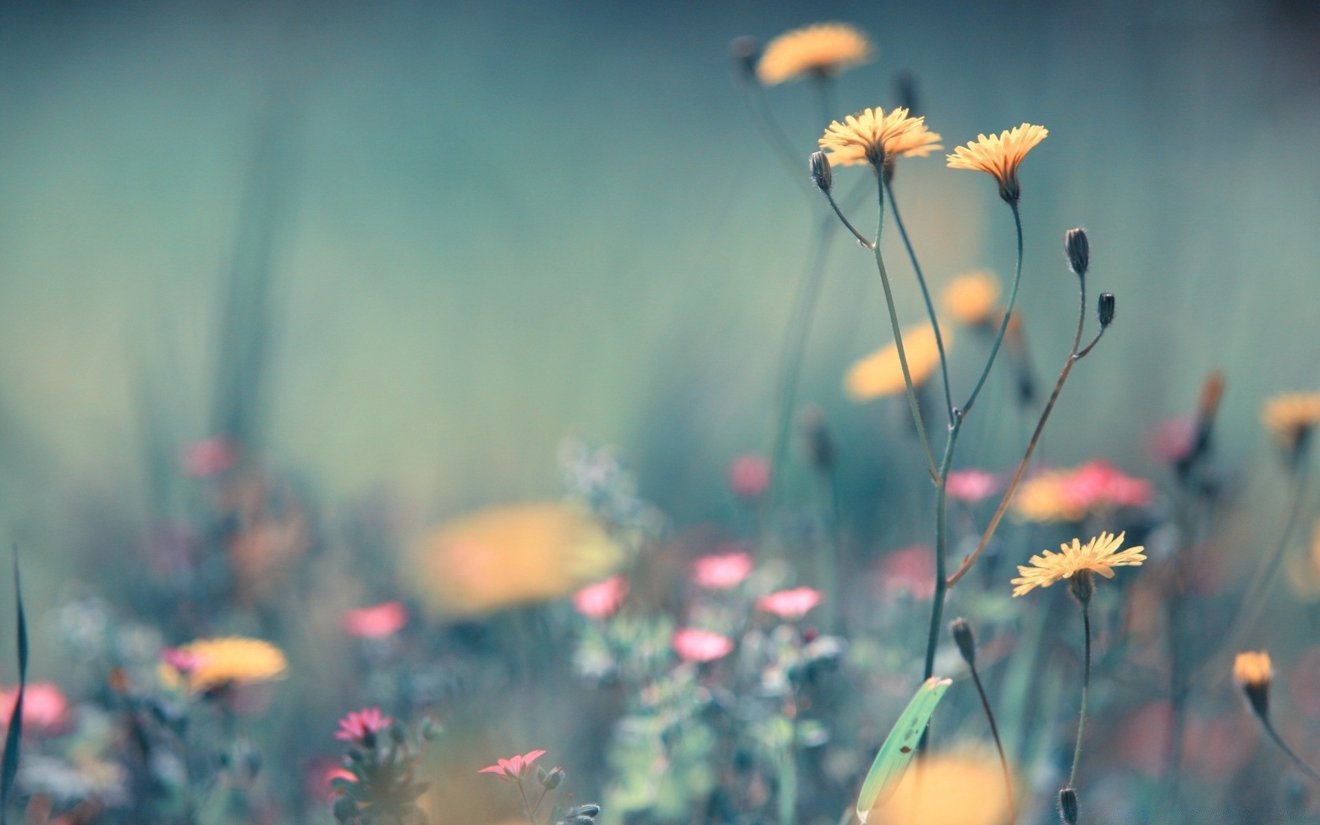 flowers flower nature summer field sun grass fair weather hayfield blur rural outdoors flora growth poppy garden leaf bright dof