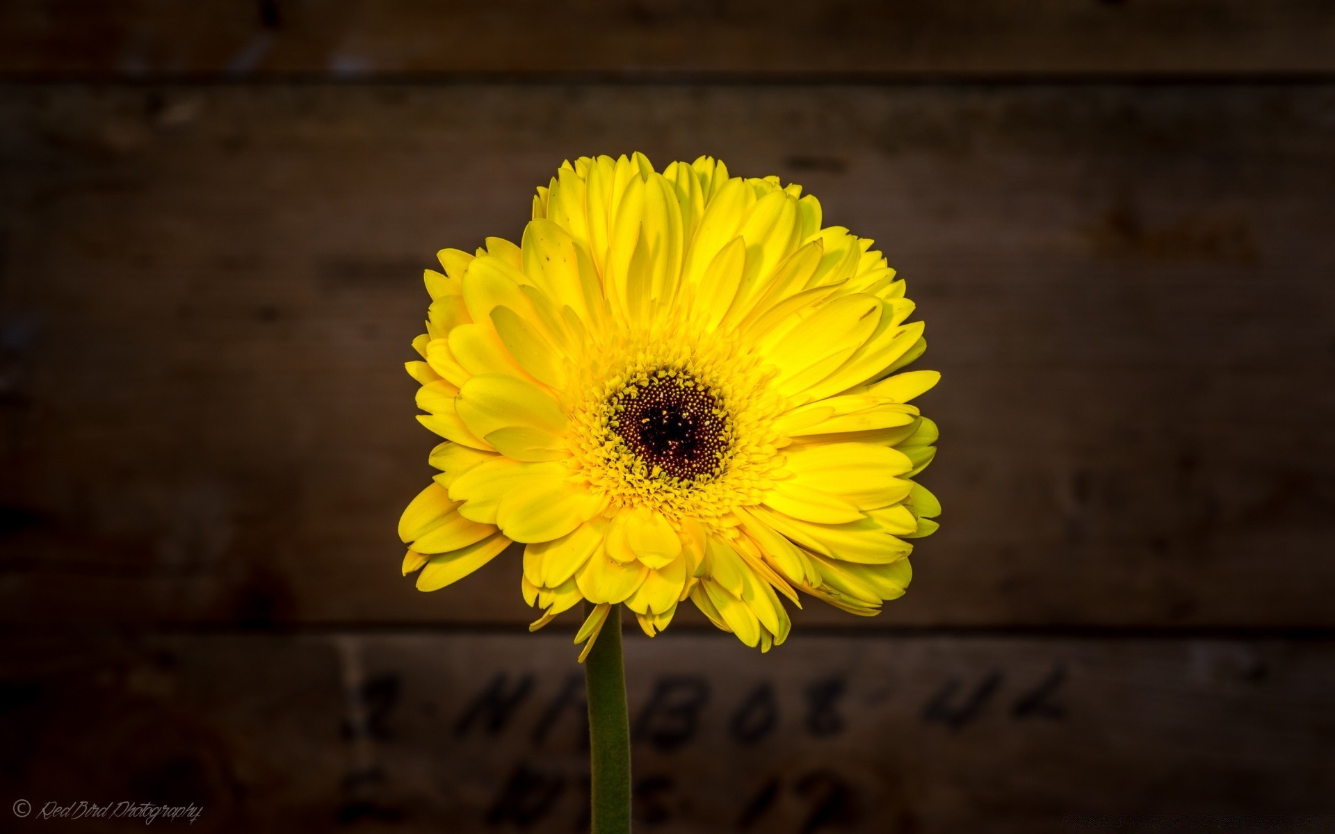 花 自然 花 植物 夏天 花瓣 颜色 明亮 叶 花