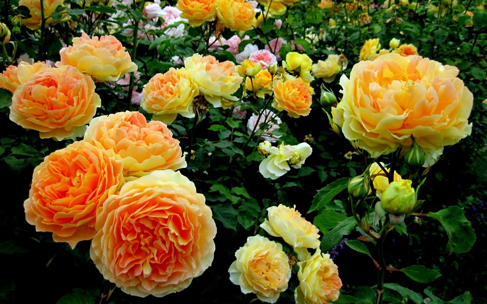 flores flor rosa floral pétala natureza flora folha florescimento buquê jardim amor romance verão botânico cor florista decoração romântico