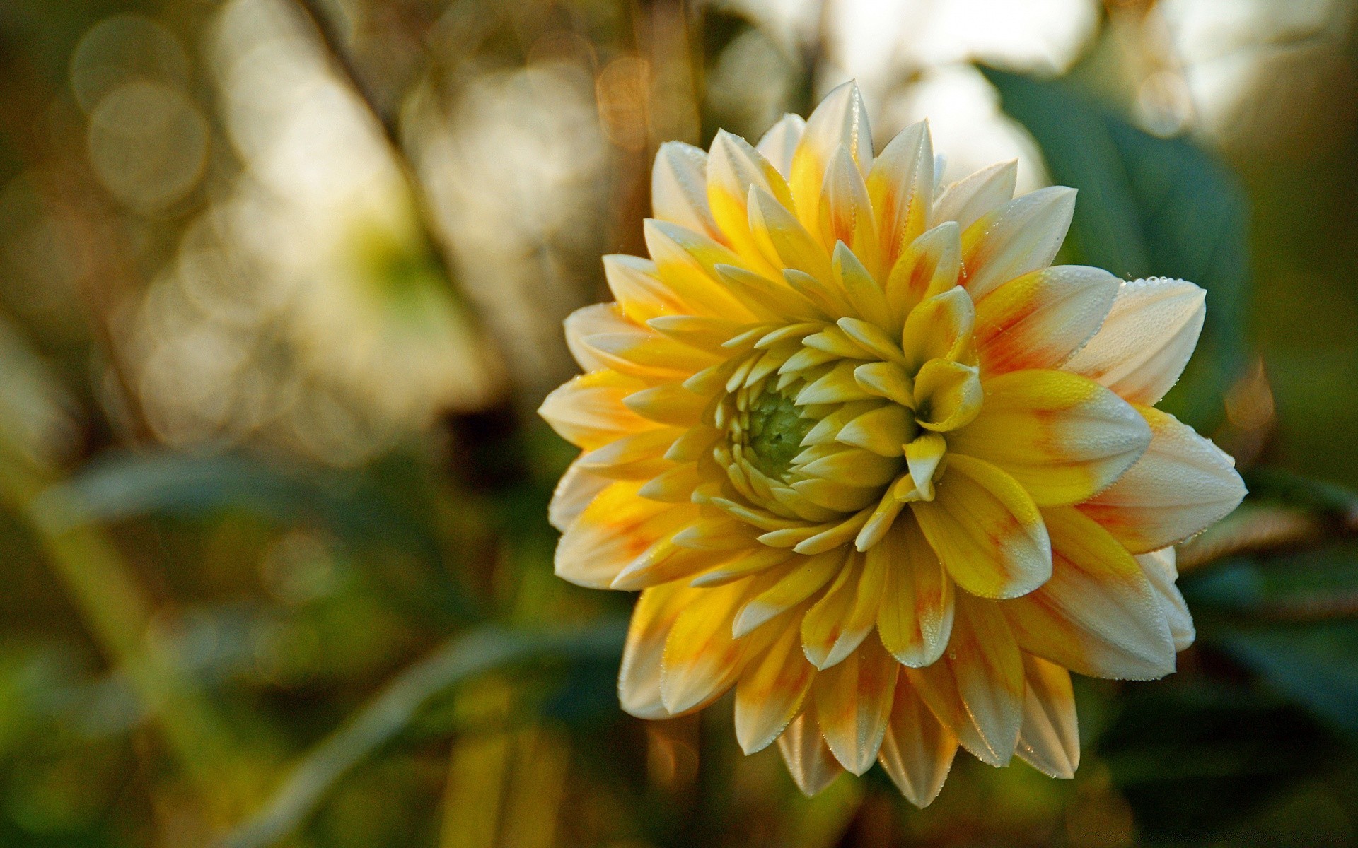 flowers nature flower flora garden summer color leaf petal floral blooming growth bright season