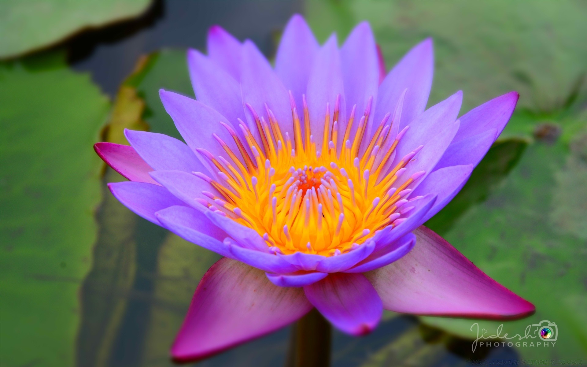 flowers lotus pool aquatic waterlily leaf tropical flower lily exotic flora nature zen meditation swimming summer sacred blooming nelumbo garden petal