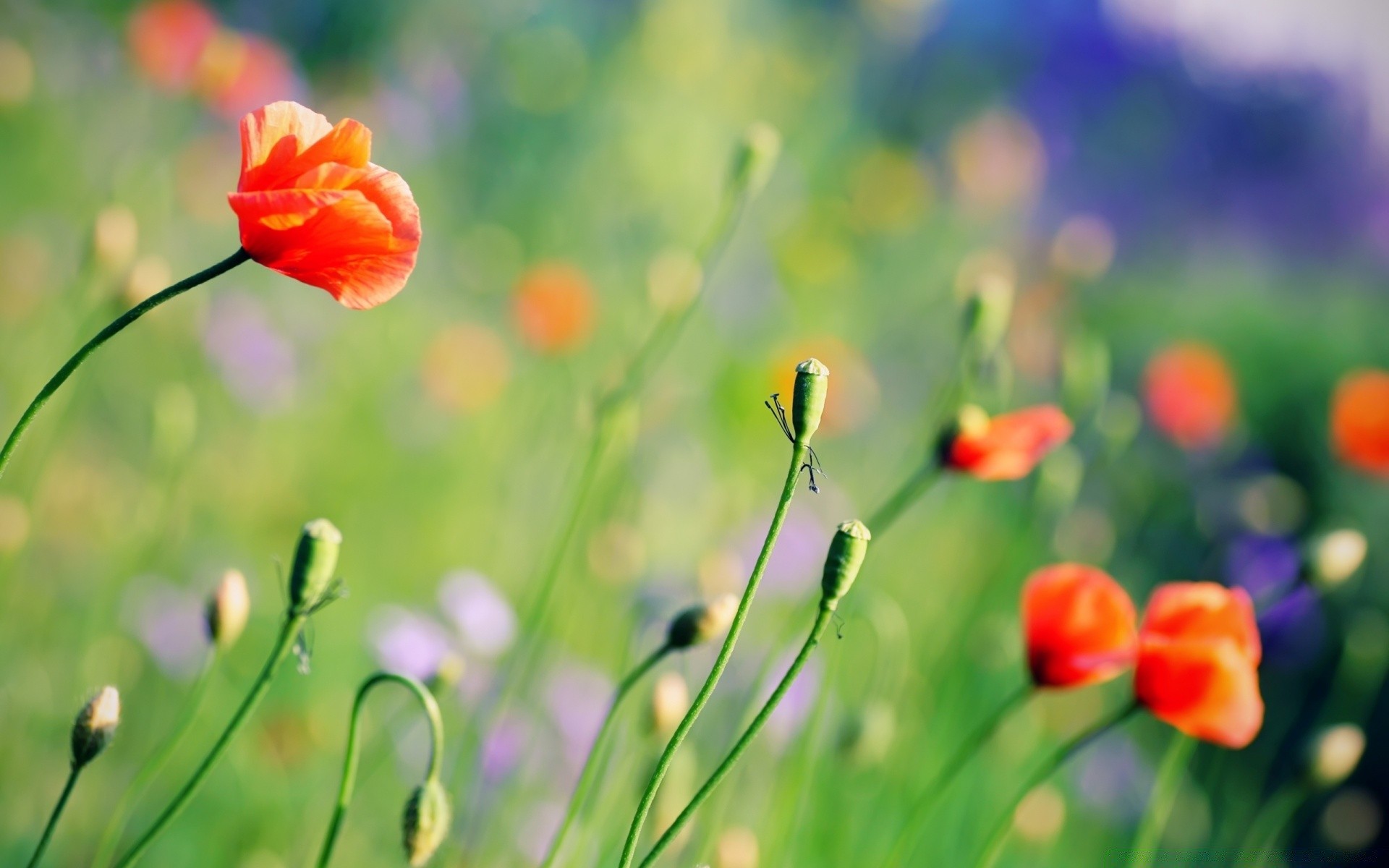 flowers nature flower summer grass field flora leaf hayfield garden growth bright color fair weather outdoors poppy season