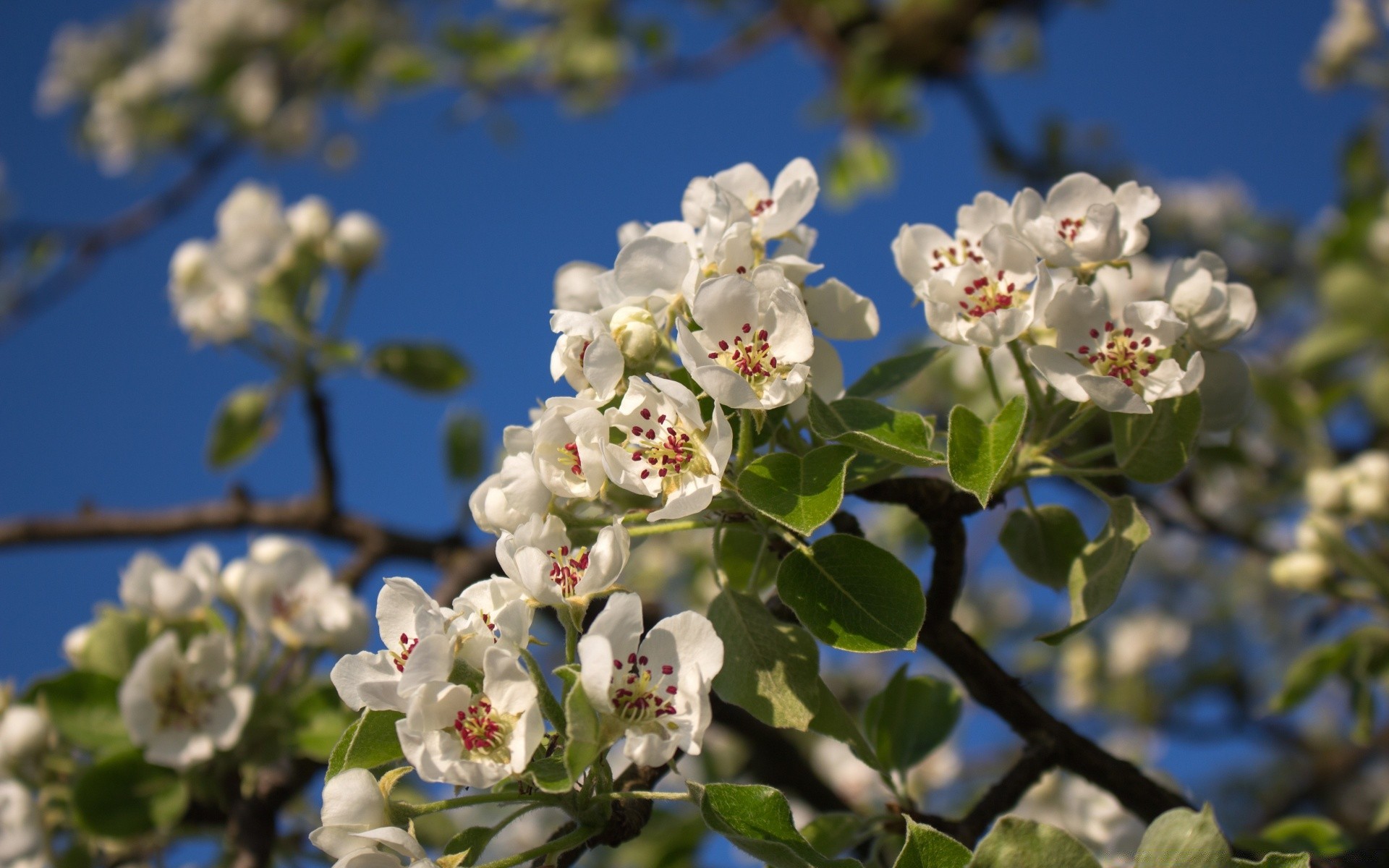 flowers flower tree flora branch nature blooming garden season apple petal floral cherry leaf bud outdoors summer growth sunny close-up color