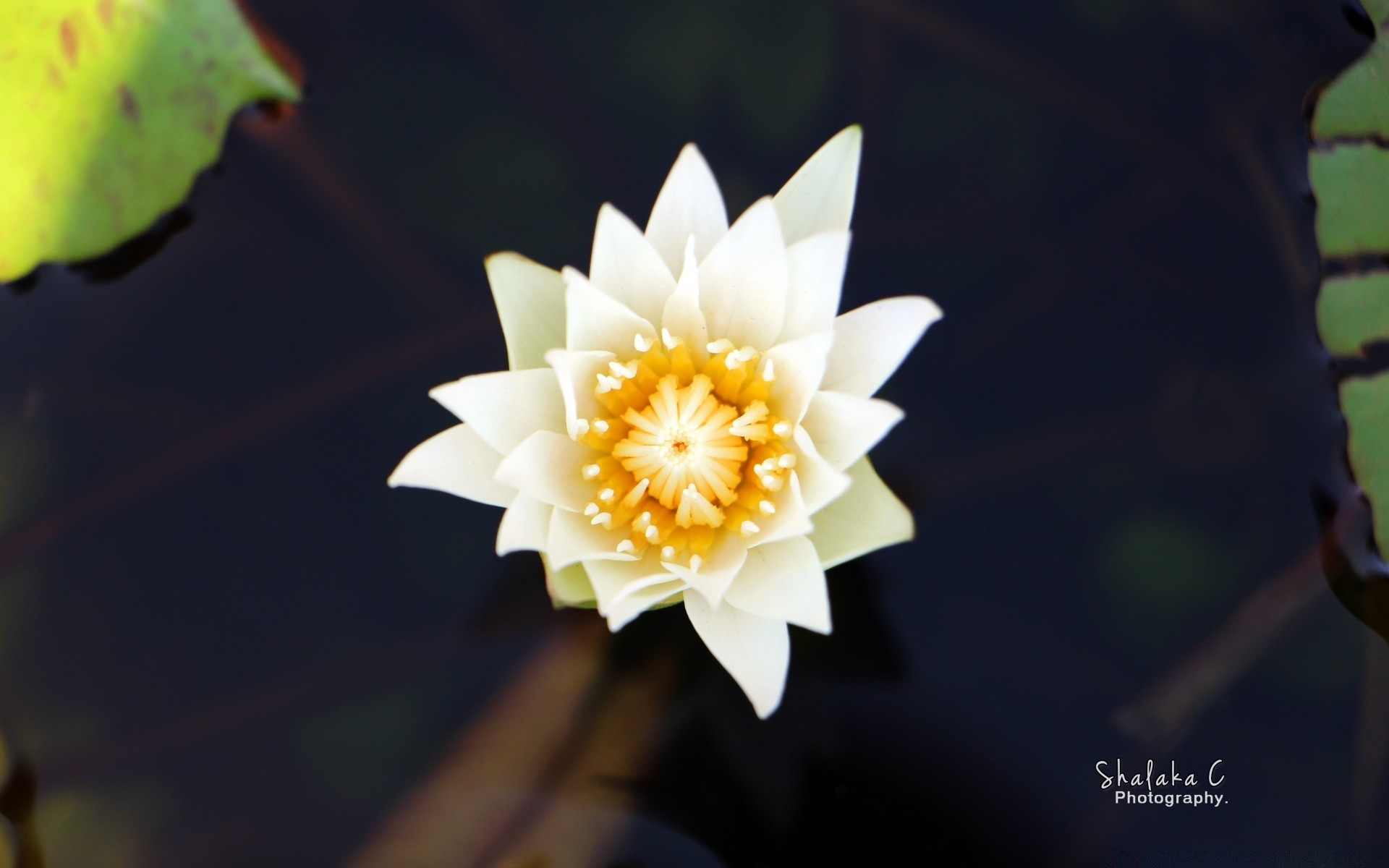 花 花 植物 叶 自然 花瓣