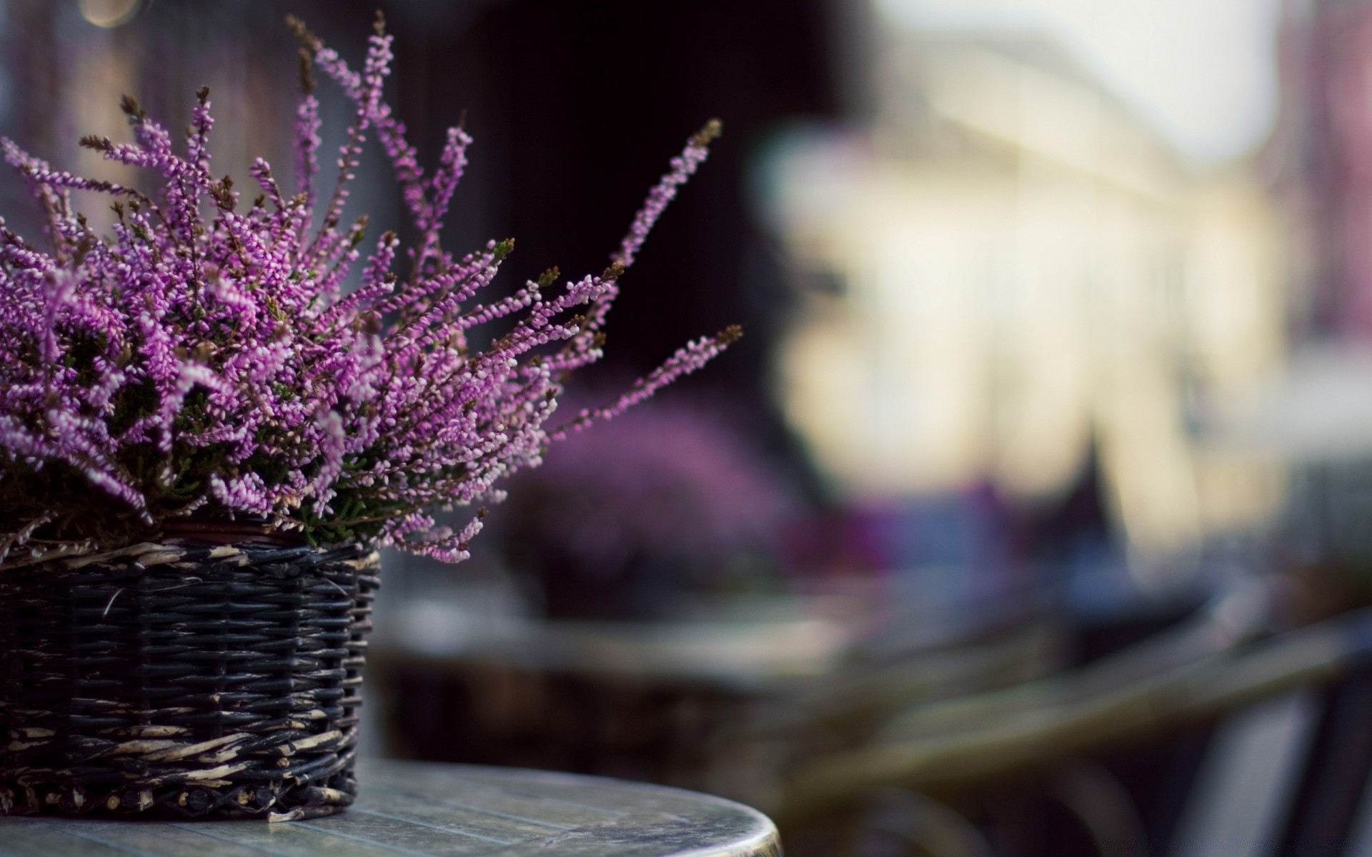 flowers flower nature blur color outdoors close-up