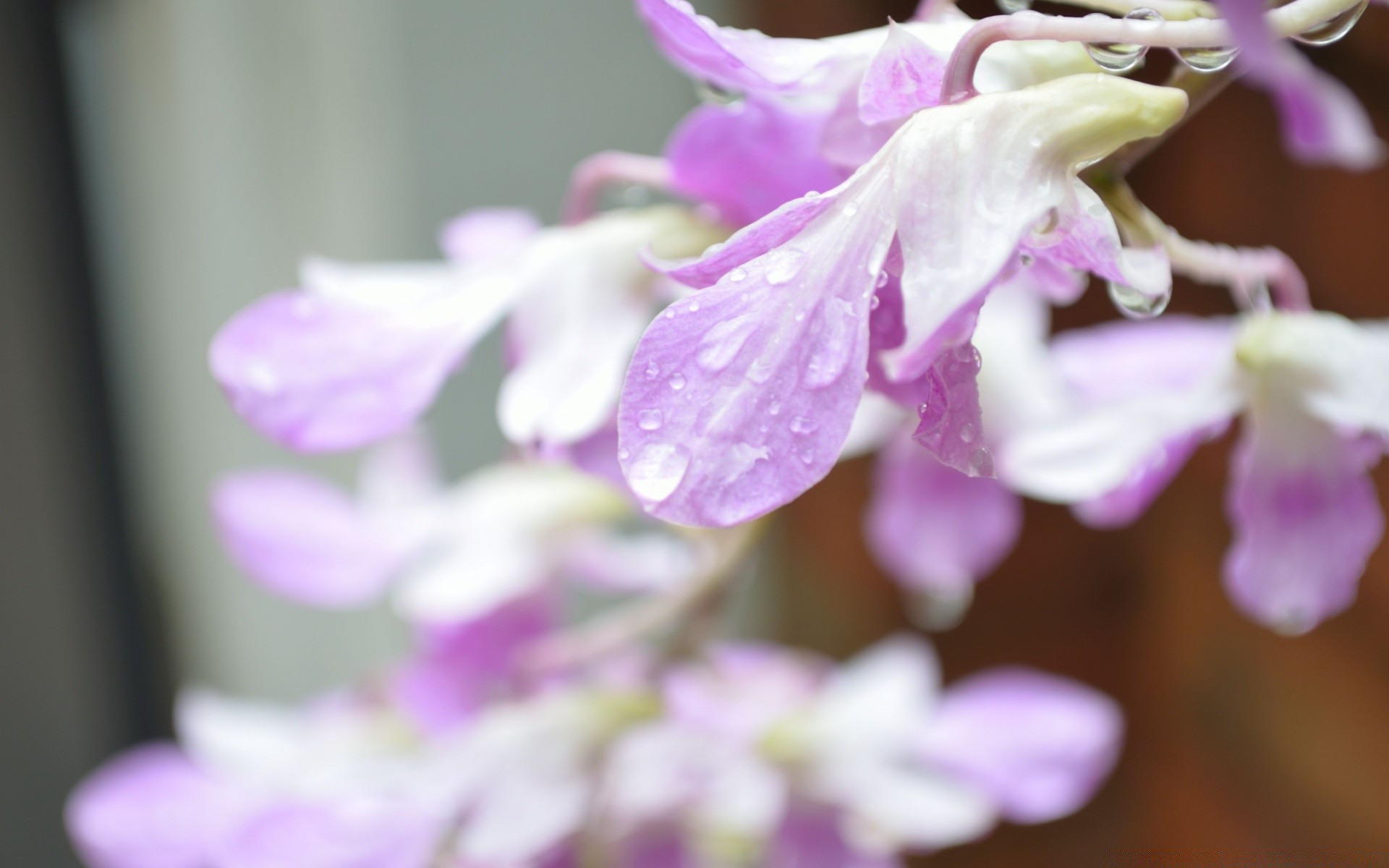 flowers flower nature flora leaf petal summer blooming floral garden beautiful delicate color bright violet close-up