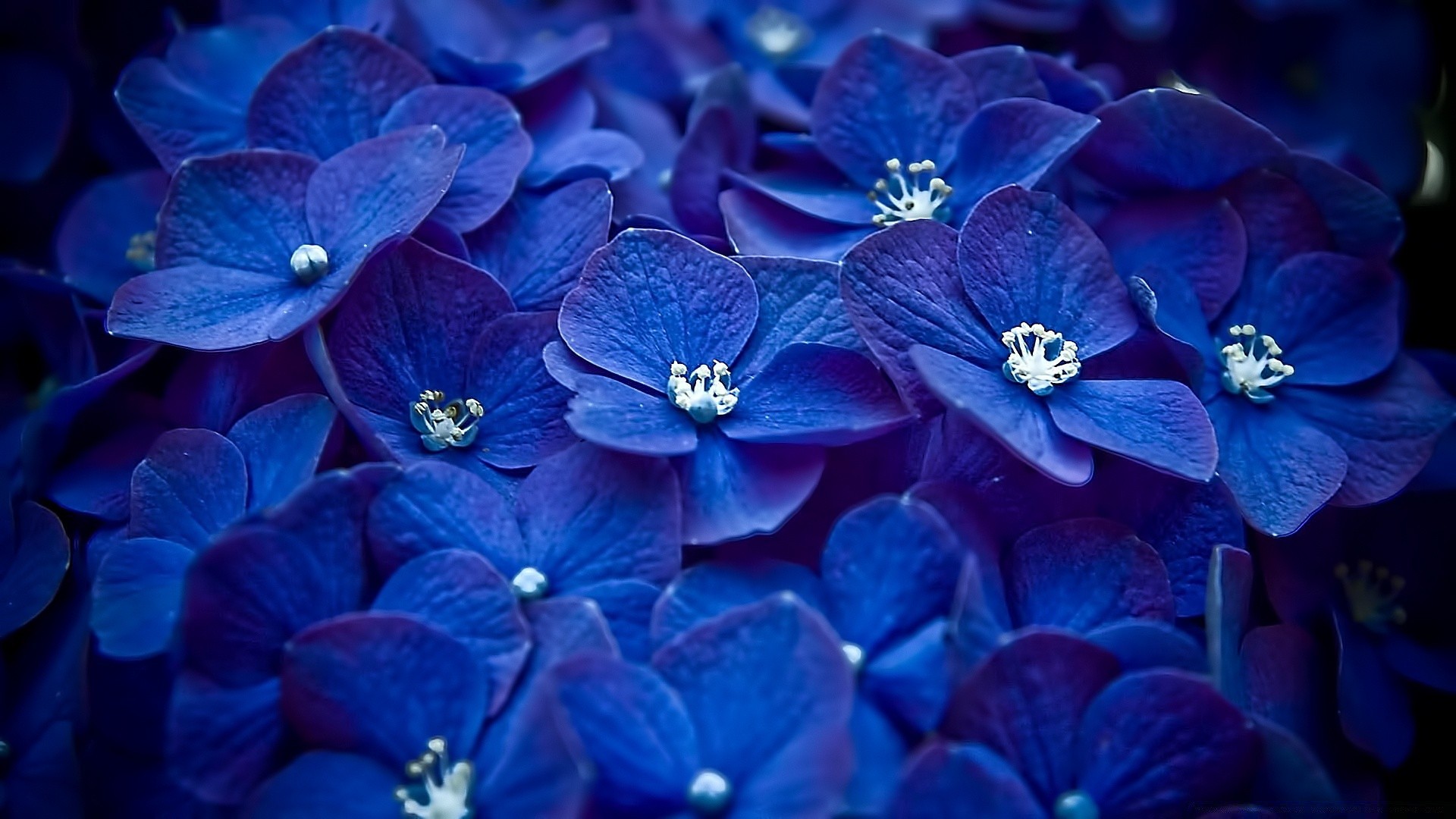 花 花 自然 花 植物 装饰 花瓣 花 花园 桌面 明亮