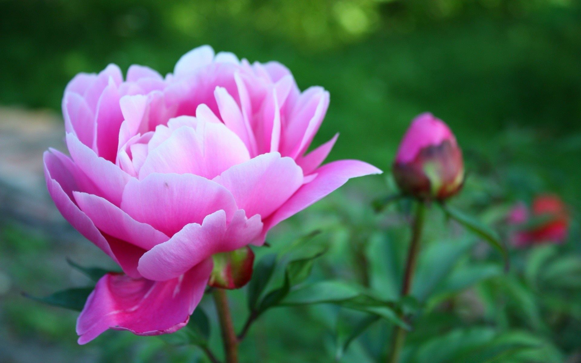 fleurs fleur nature flore feuille jardin été pétale bluming floral couleur belle lumineux rose parc