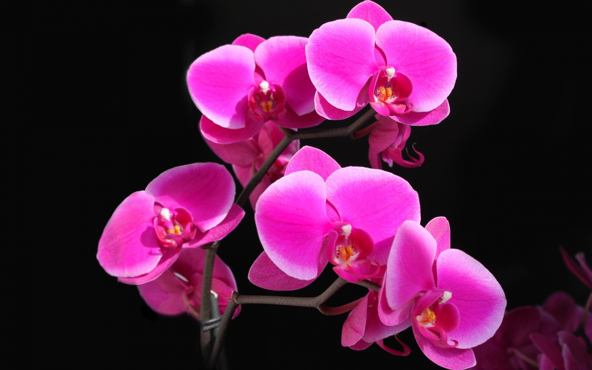 fleurs fleur orchidée pétale phalaenopsis nature tropical flore exotic bluming belle romance floral lumineux cosse délicat élégant