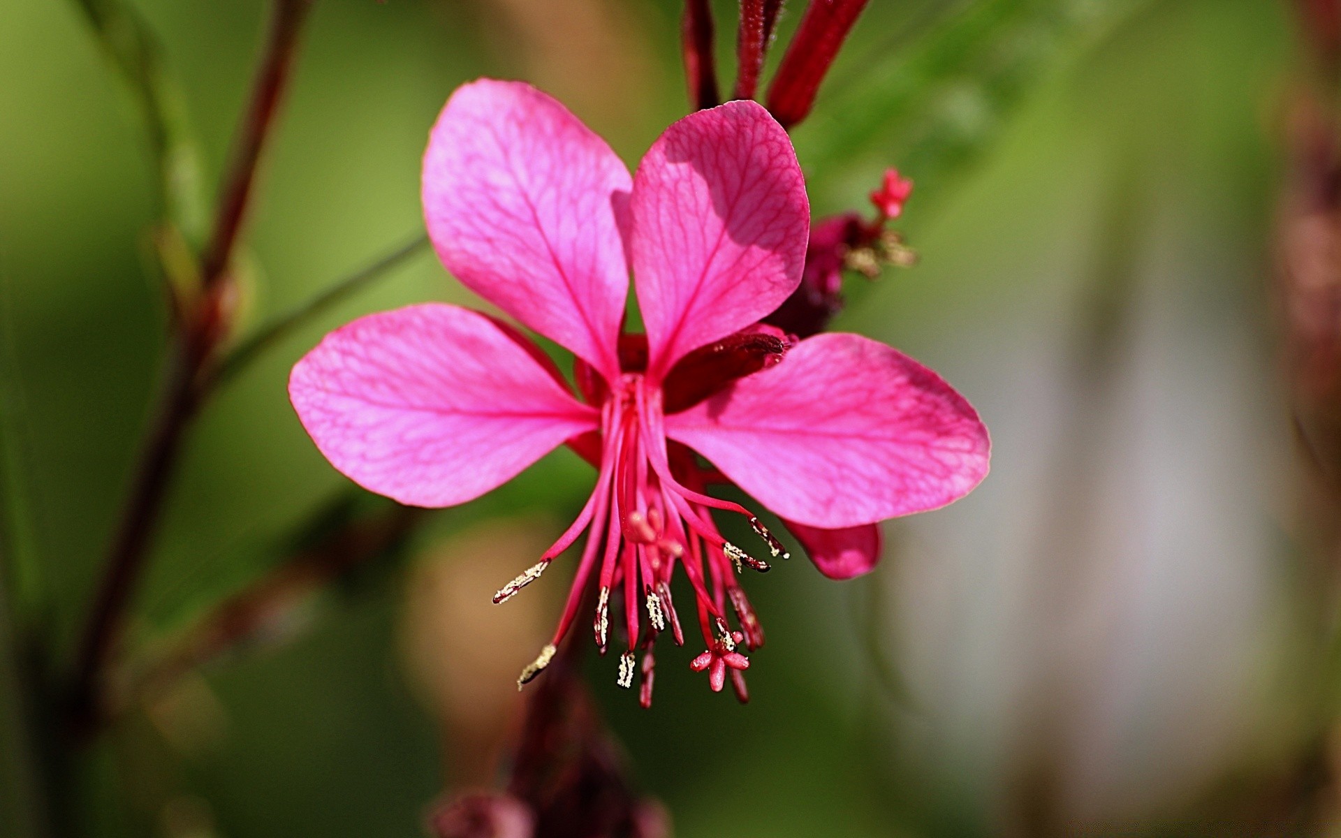 fleurs nature fleur flore jardin feuille été pétale bluming à l extérieur couleur floral lumineux croissance gros plan