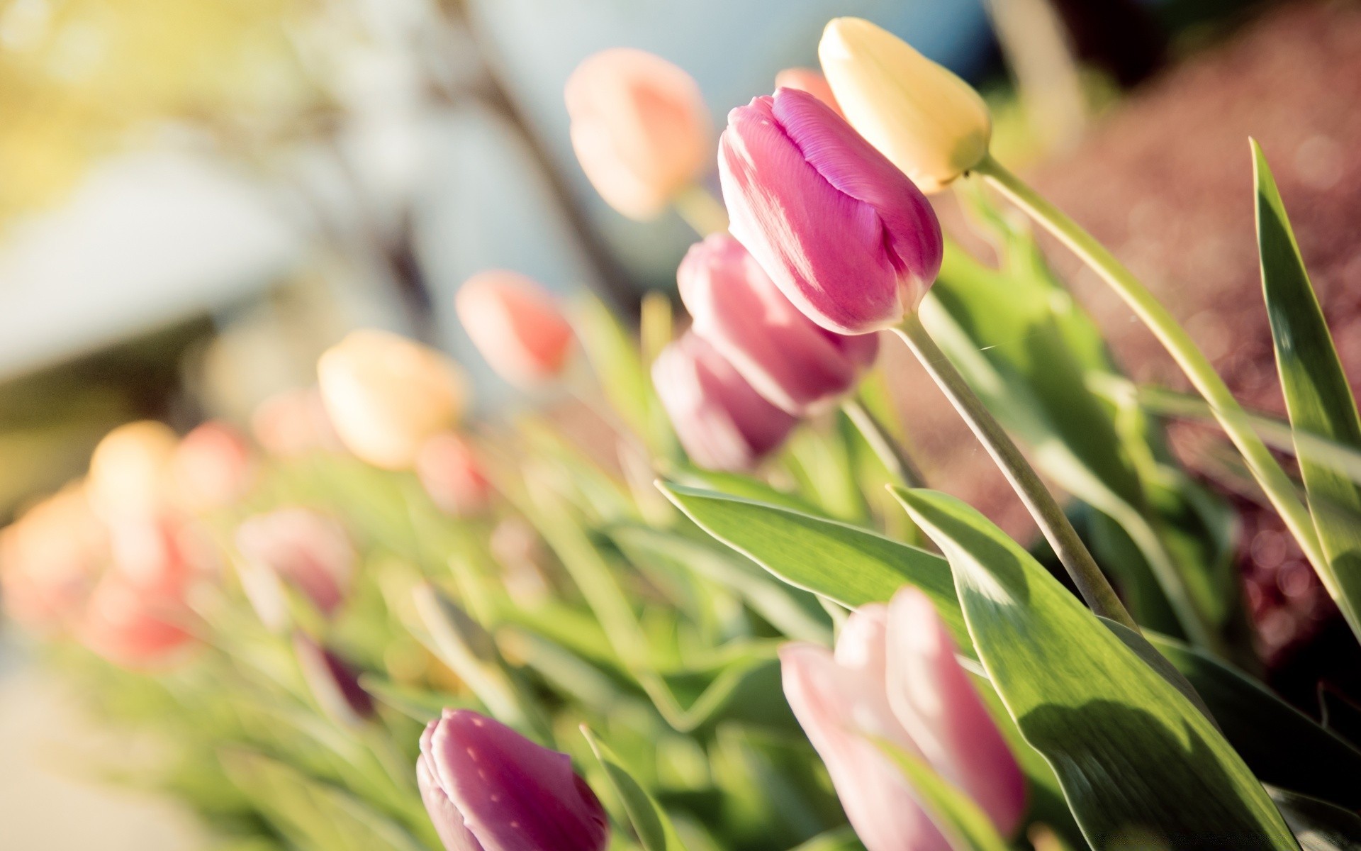 çiçekler doğa lale çiçek flora yaprak paskalya bahçe yaz parlak renk çiçek buket aşk romantizm taçyaprağı çiçek açan açık havada