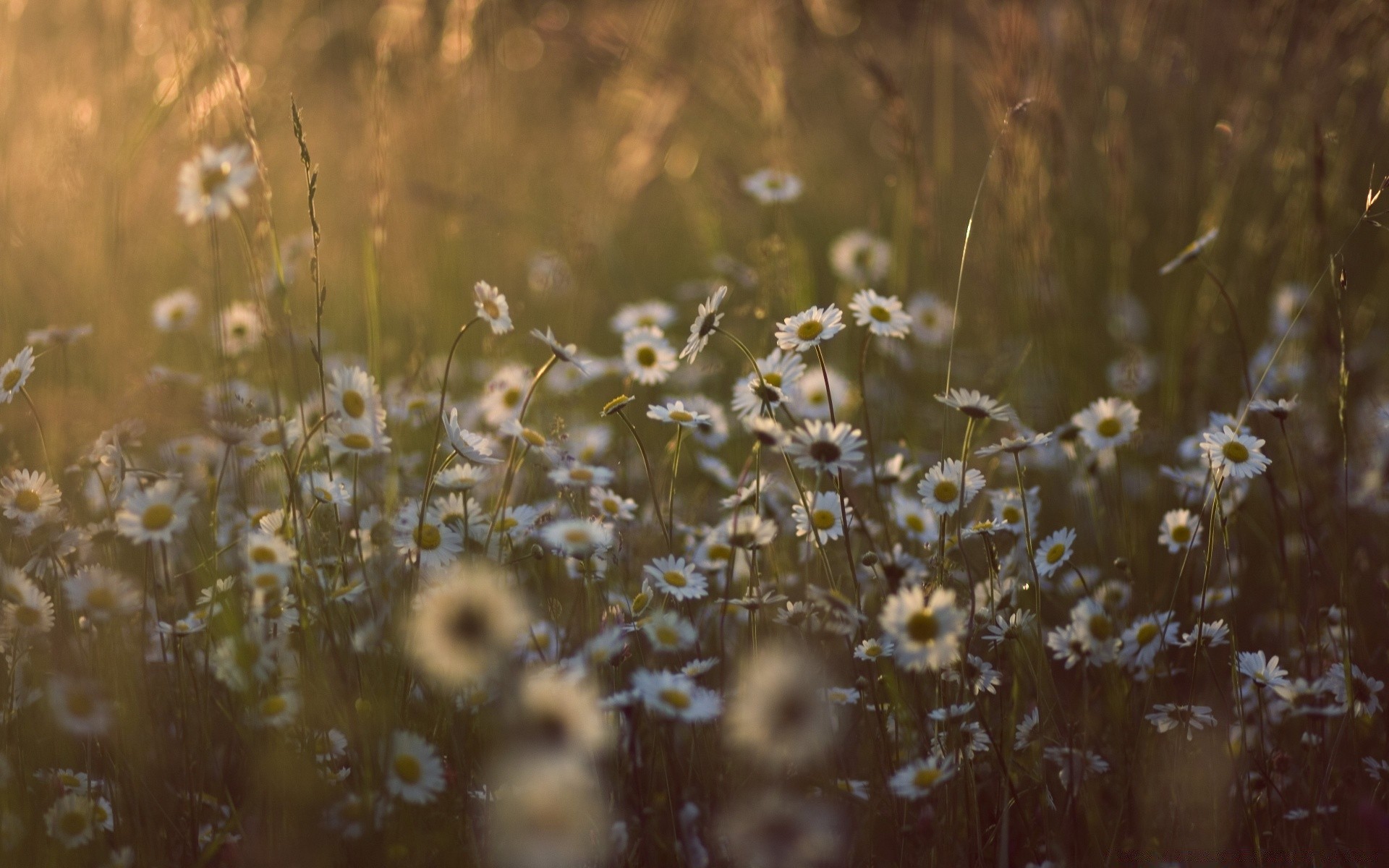 fleurs fleur champ nature herbe soleil foin aube à l extérieur beau temps été flore rural flou pâturages couleur paysage croissance lumière bureau