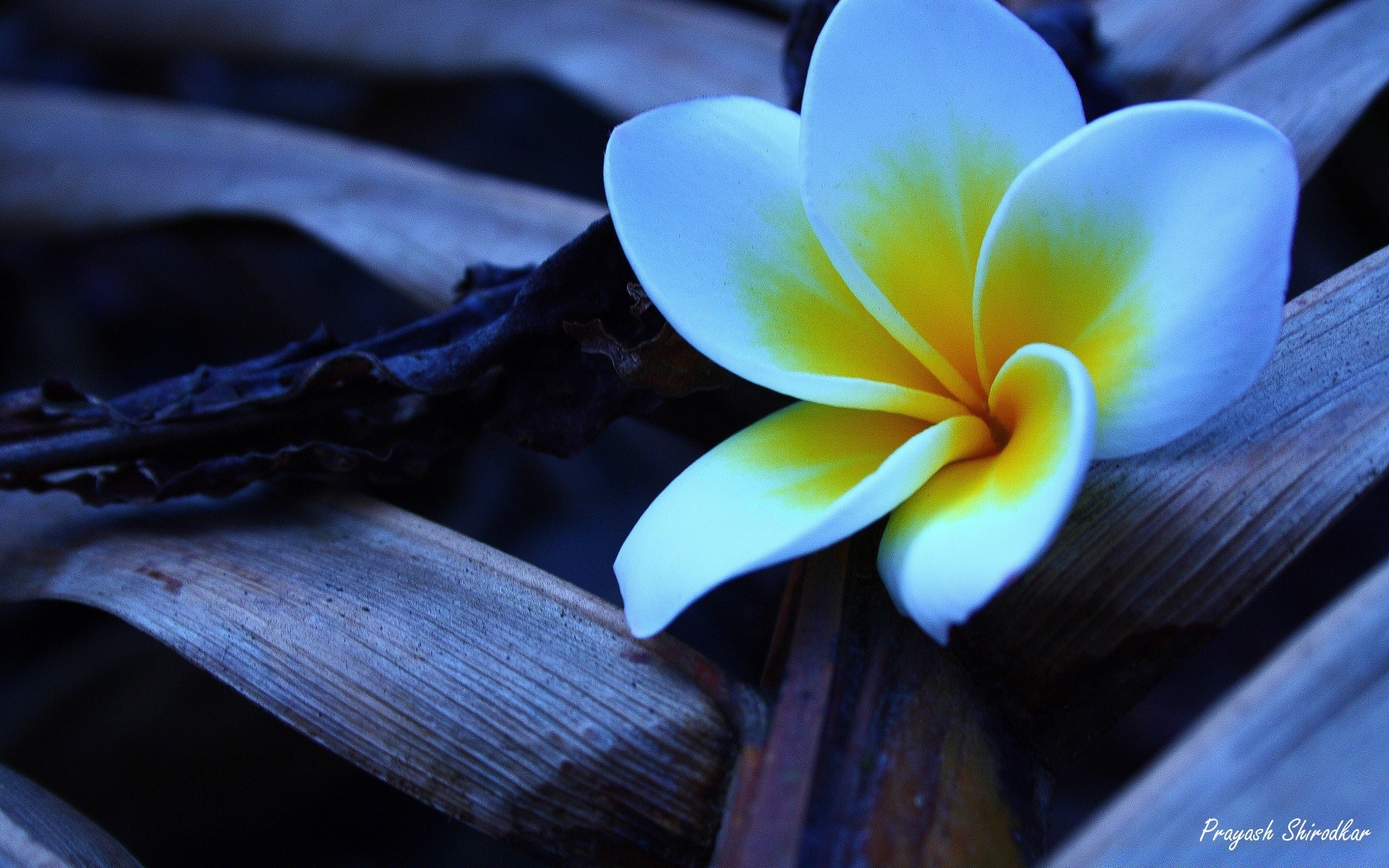 fleurs fleur nature flore feuille zen romance