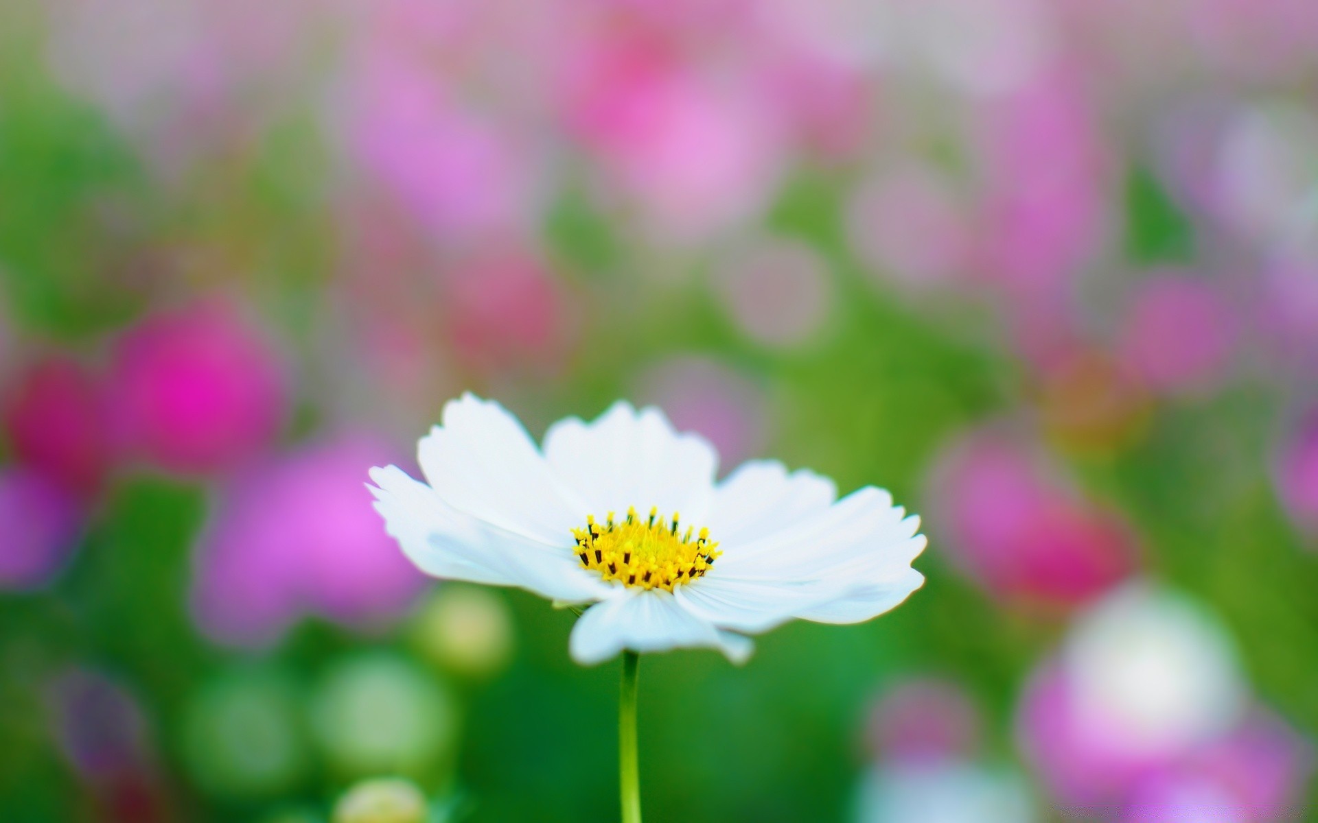 花 自然 花 夏天 植物群 明亮 模糊 叶 花园 花瓣 生长 好天气 草 颜色 户外 田野