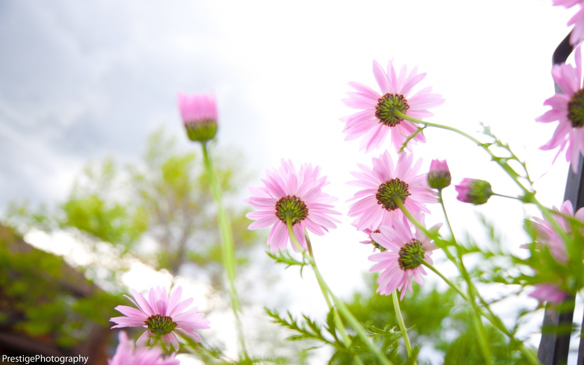 flowers nature flower summer flora garden growth blooming grass bright field leaf outdoors floral petal hayfield fair weather season wild