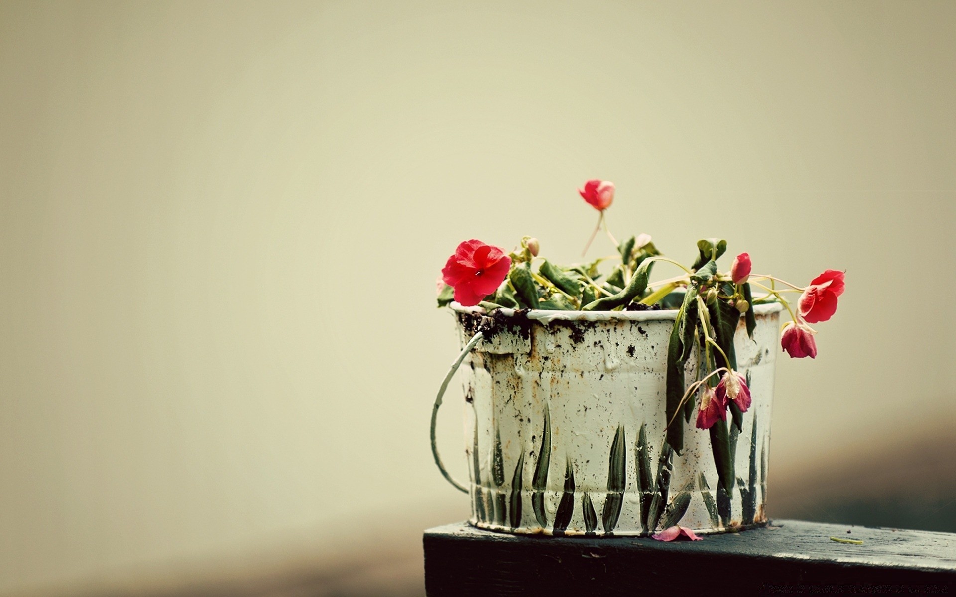 fleurs nature morte fleur vase nature feuille amour