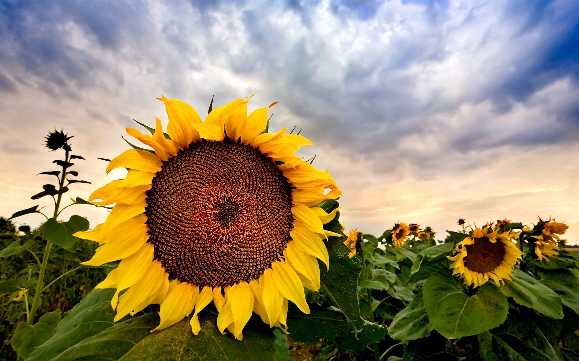 çiçekler ayçiçeği çiçek yaz doğa flora yaprak parlak güneş bahçe alan petal çiçek güzel hava büyüme renk güzel