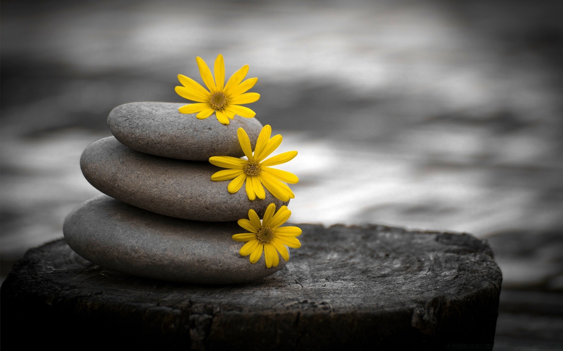 flowers zen nature rock meditation beach stone flower balance harmony monochrome