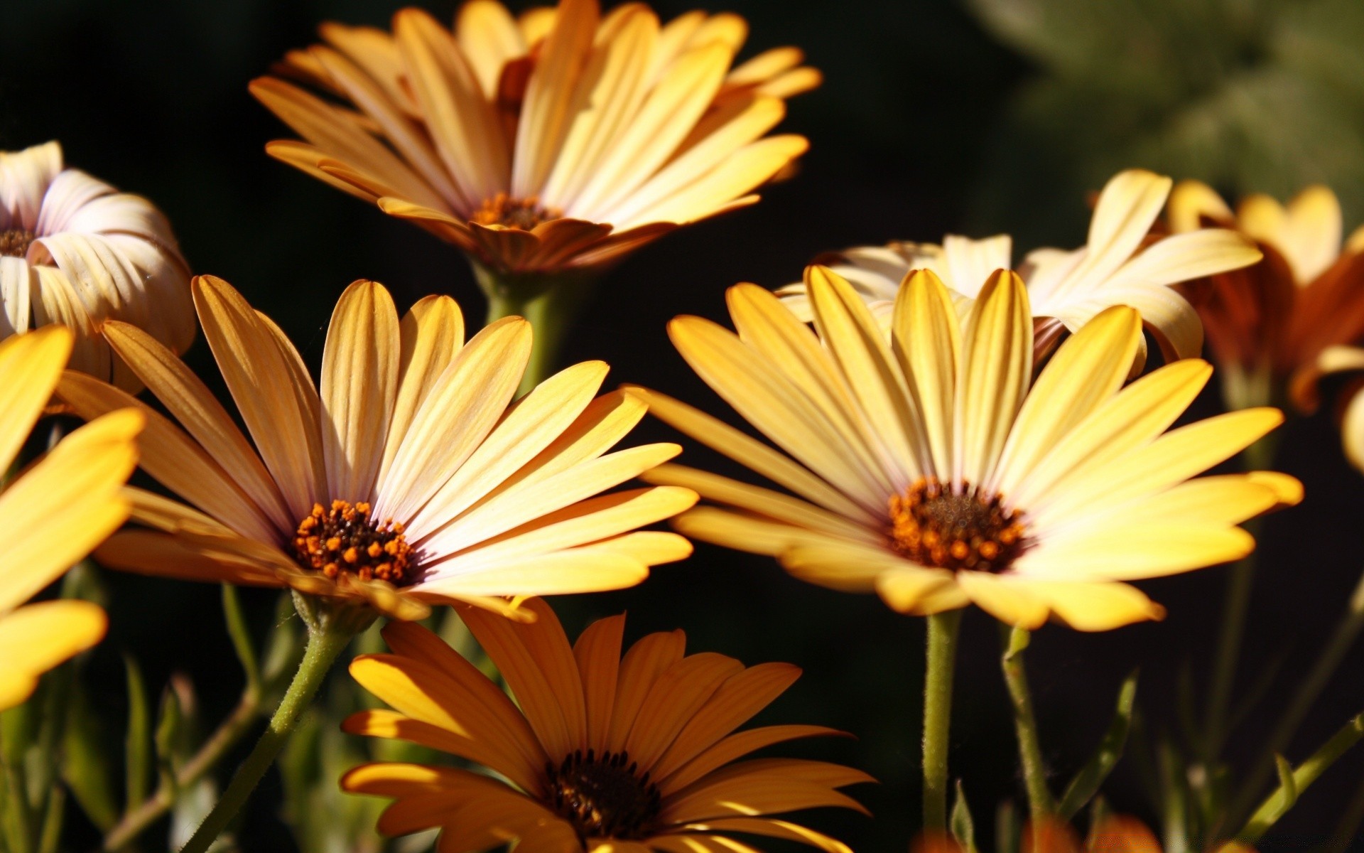 çiçekler doğa çiçek yaz flora renk bahçe yaprak çiçek açan petal parlak