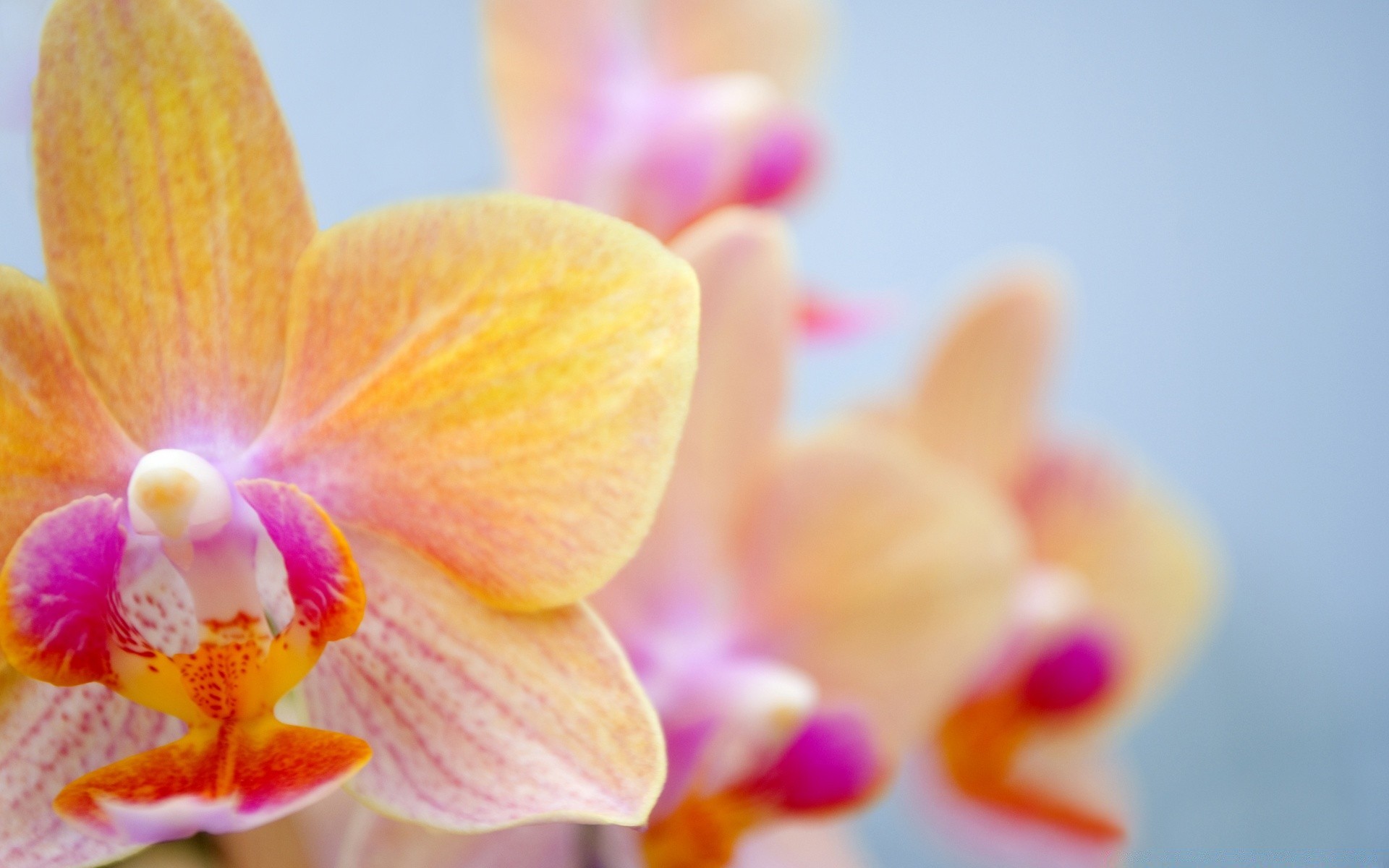 flowers flower nature flora tropical orchids beautiful color petal blooming exotic floral garden phalaenopsis bright branch husk leaf delicate summer