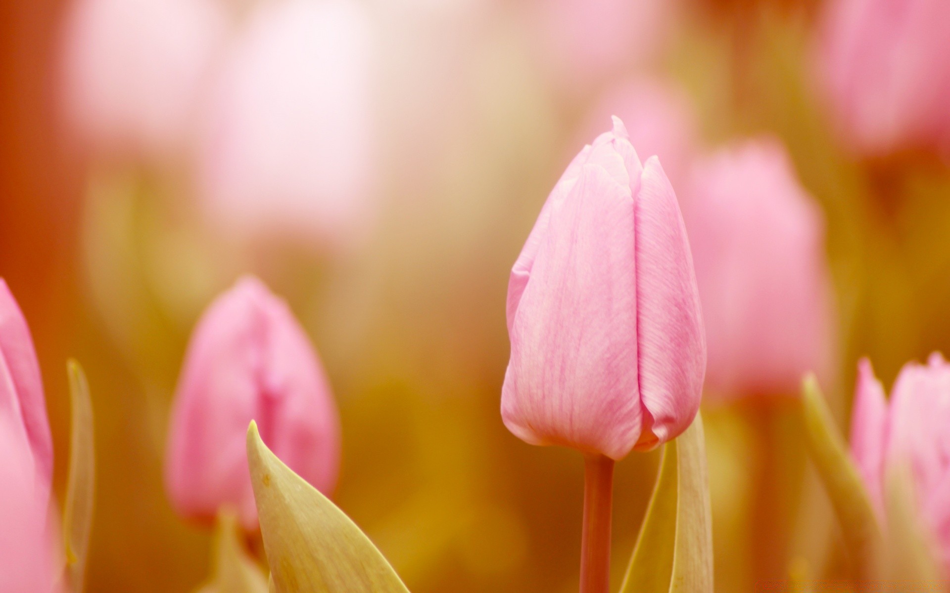 flowers nature tulip flower bright easter summer garden flora color leaf floral dof