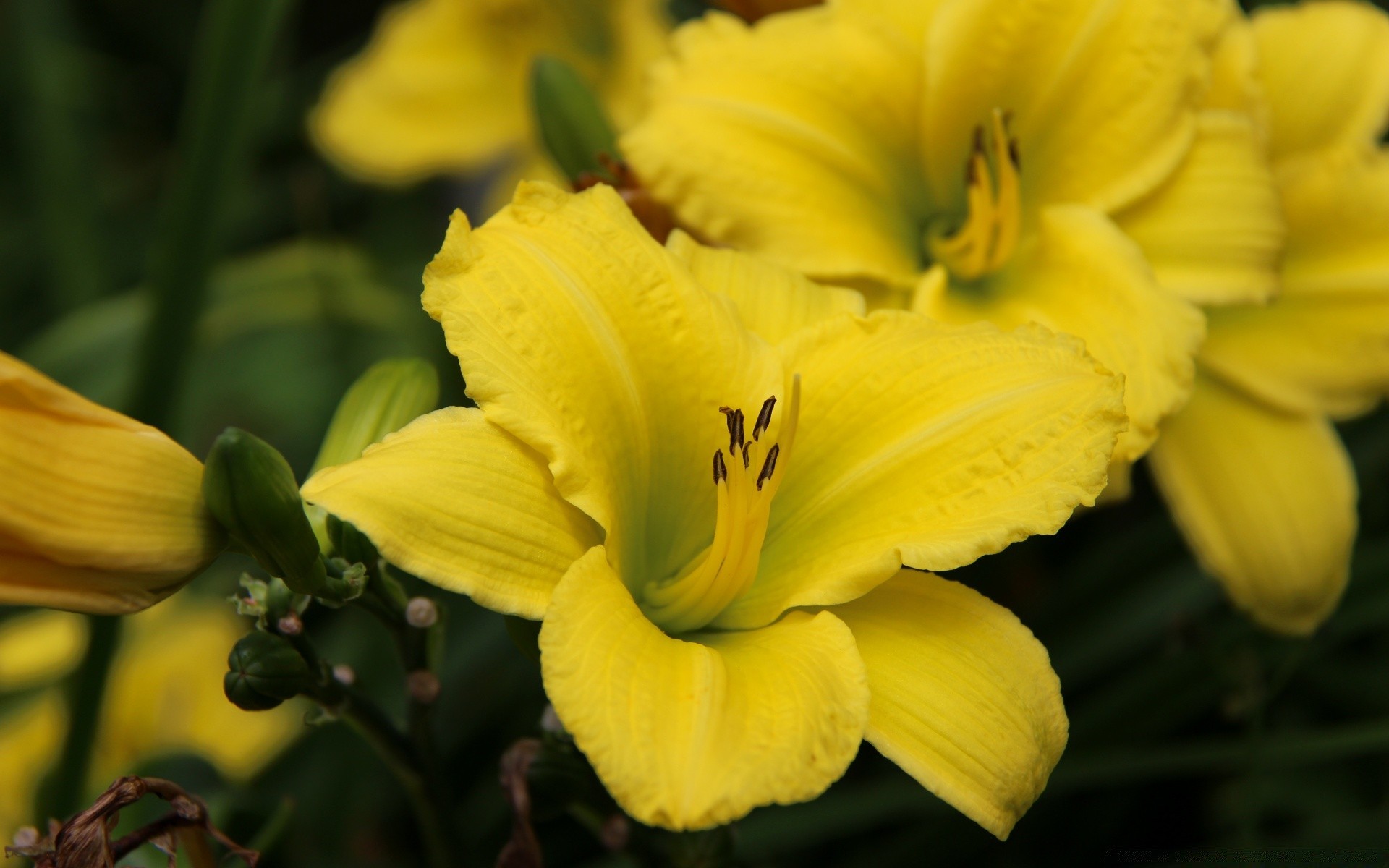 花 花 自然 叶 植物 花园 颜色 夏天 明亮 花瓣 模糊 花