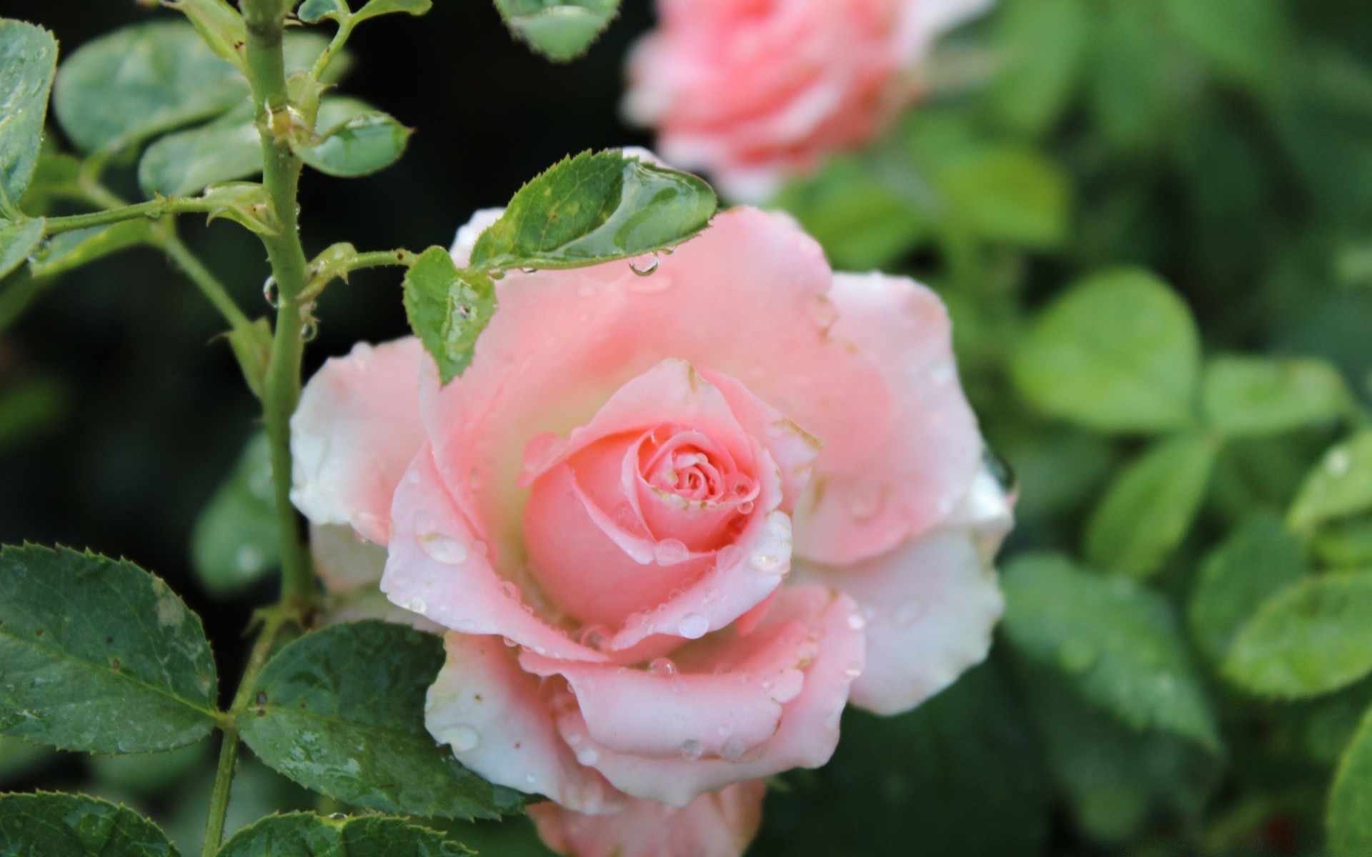 fiori rosa fiore foglia natura floreale flora amore petalo romanticismo fiore giardino estate bouquet colore close-up romantico matrimonio all aperto amico