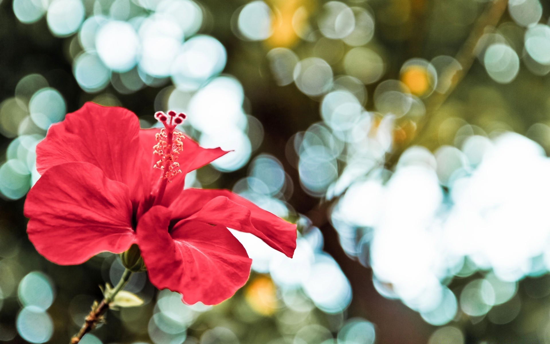 fiori natale vacanza luminoso colore natura flora decorazione fiore stagione estate