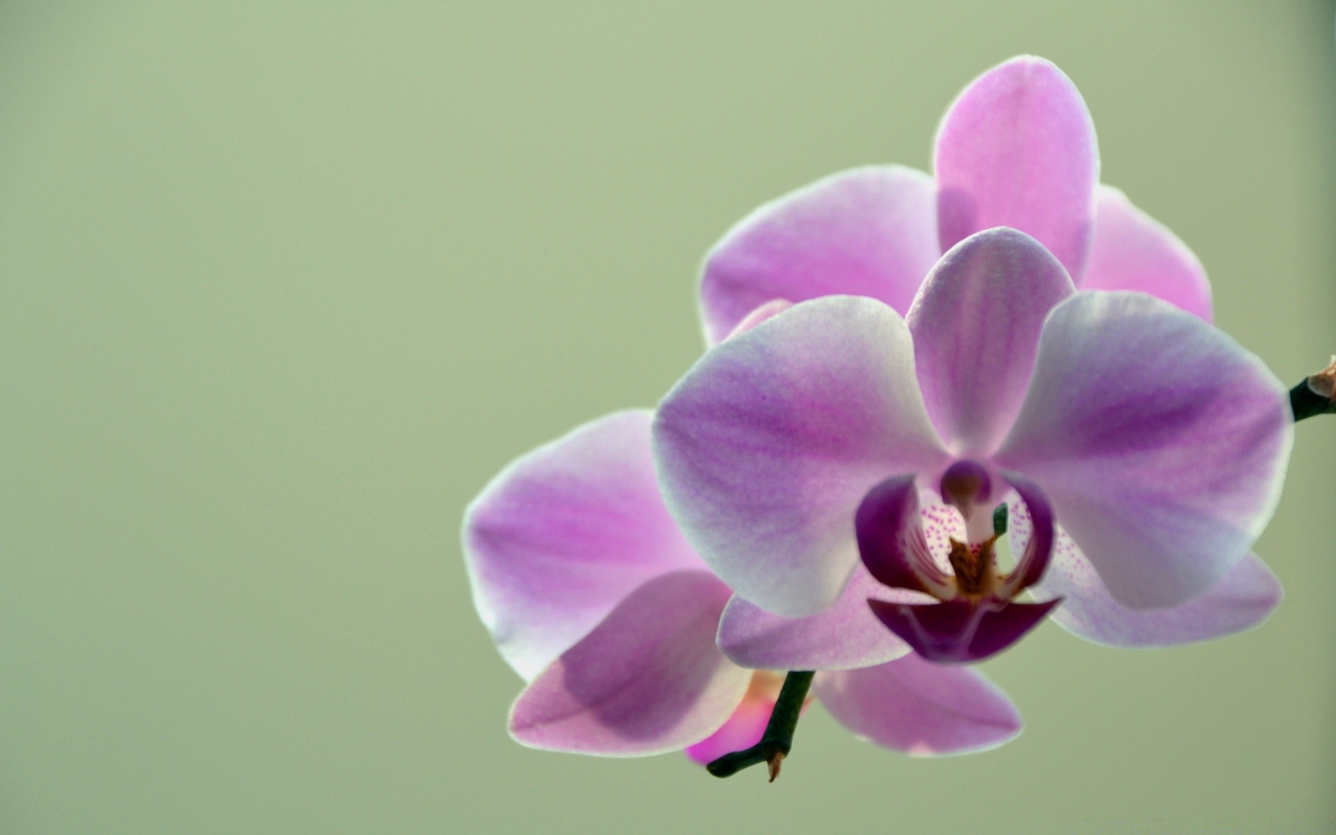 flowers flower nature flora petal color blooming delicate tropical beautiful bright leaf