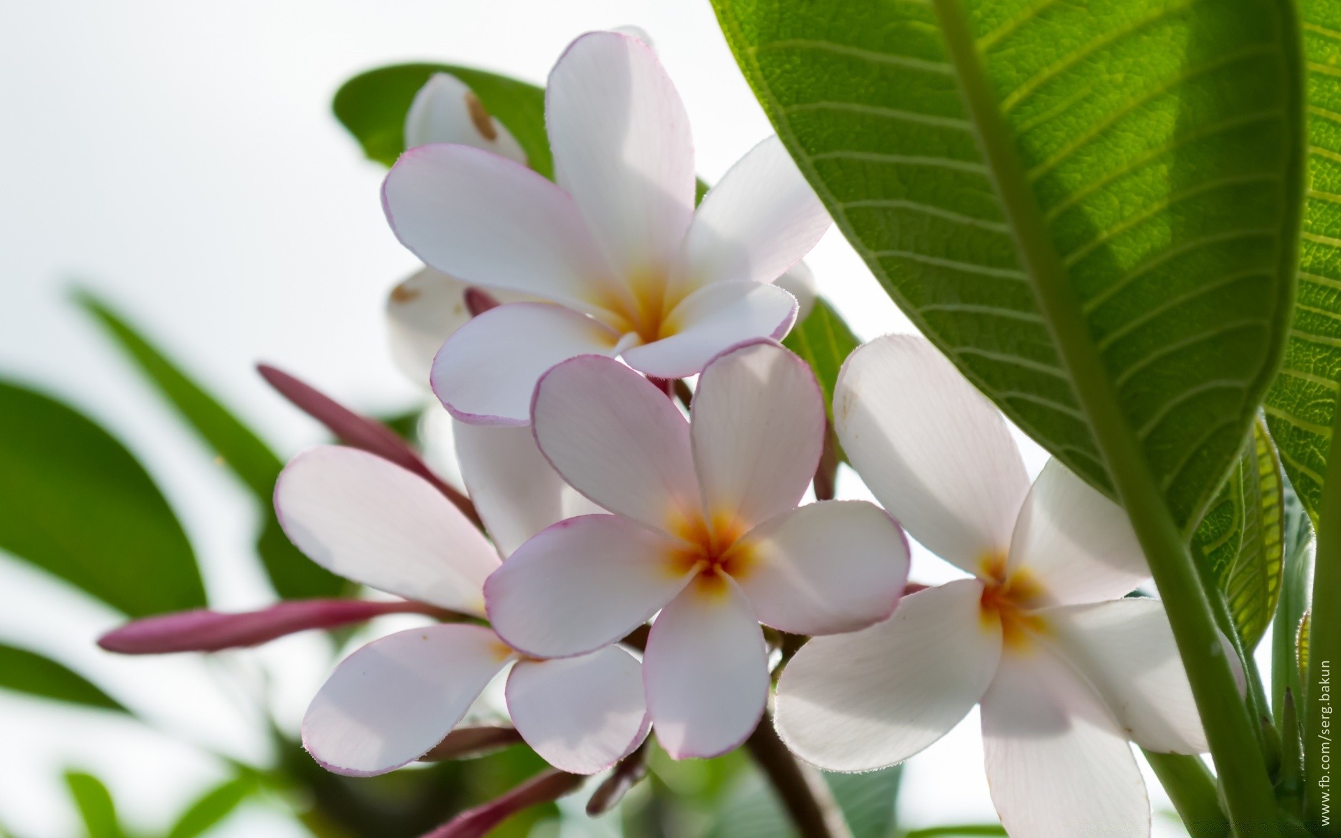 fiori natura fiore tropicale frangipani flora plumeria foglia fiore estate giardino esotico petalo floreale bella