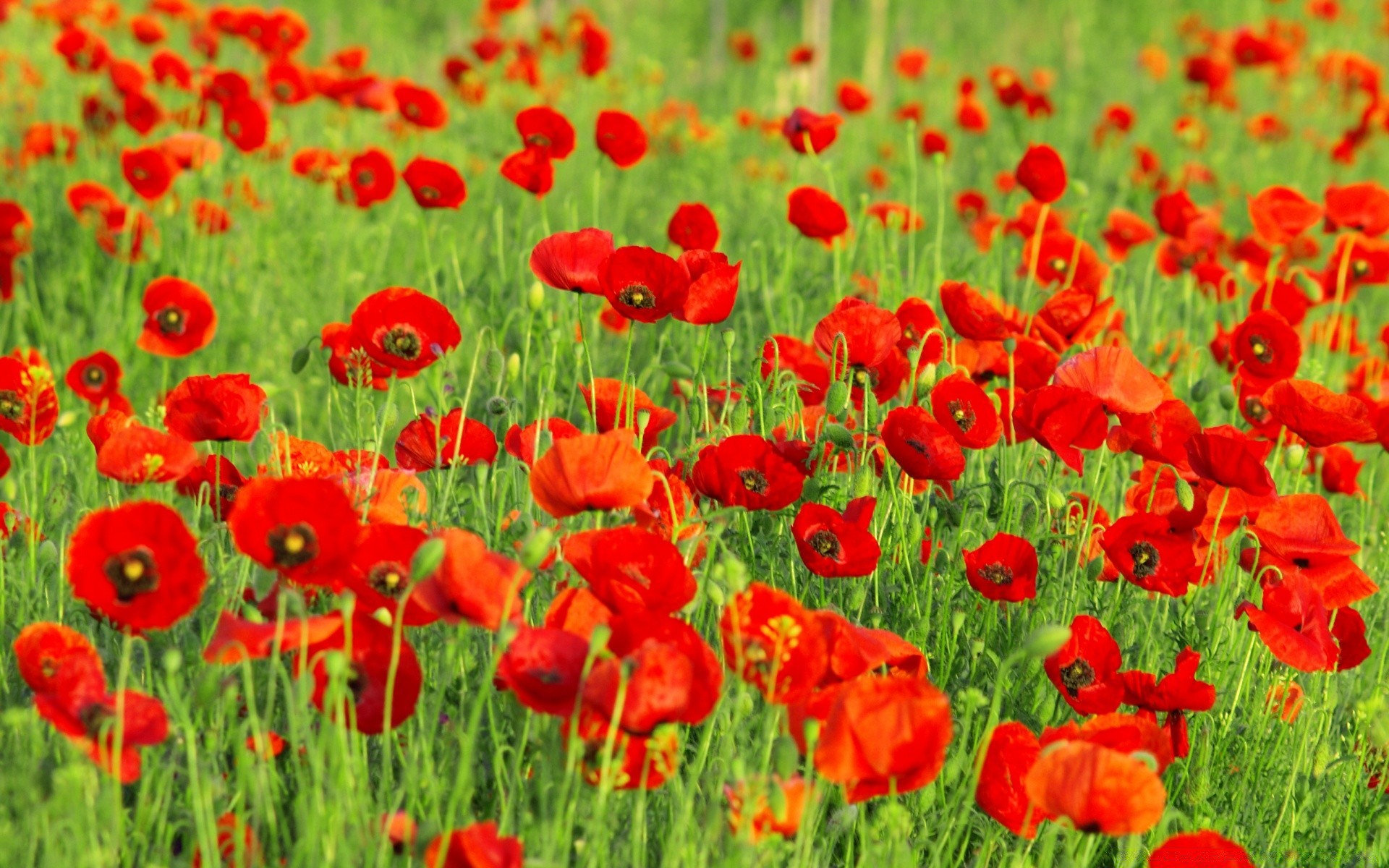 flores campo poppy flora flor naturaleza heno verano rural floral jardín hierba estación color brillante vivo pétalo crecimiento floración hoja buen tiempo