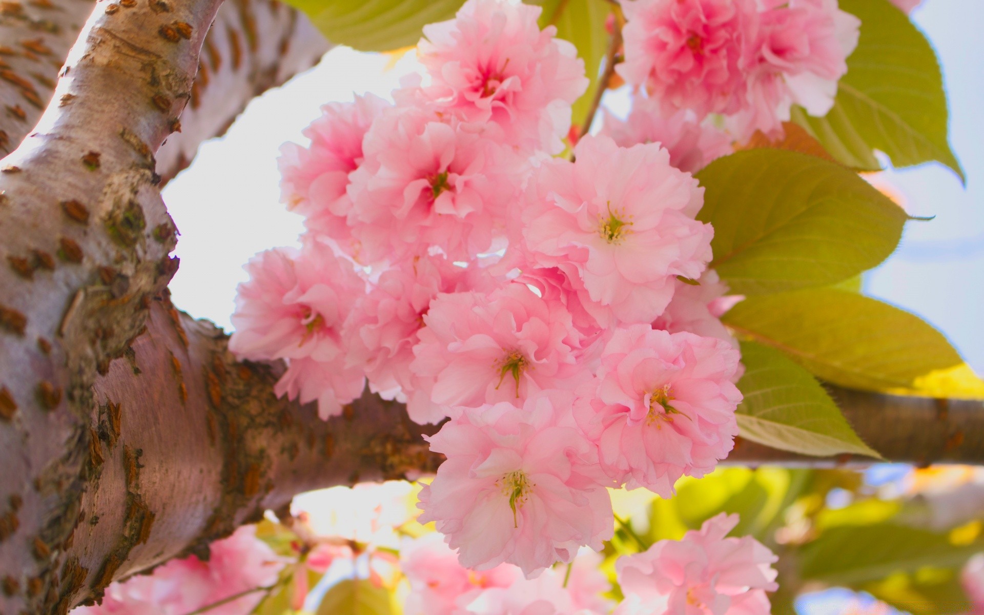 çiçekler çiçek doğa yaprak flora ağaç şube çiçek açan çiçek kiraz bahçe taçyaprağı yakın çekim sezon yaz renk parlak büyüme güzel