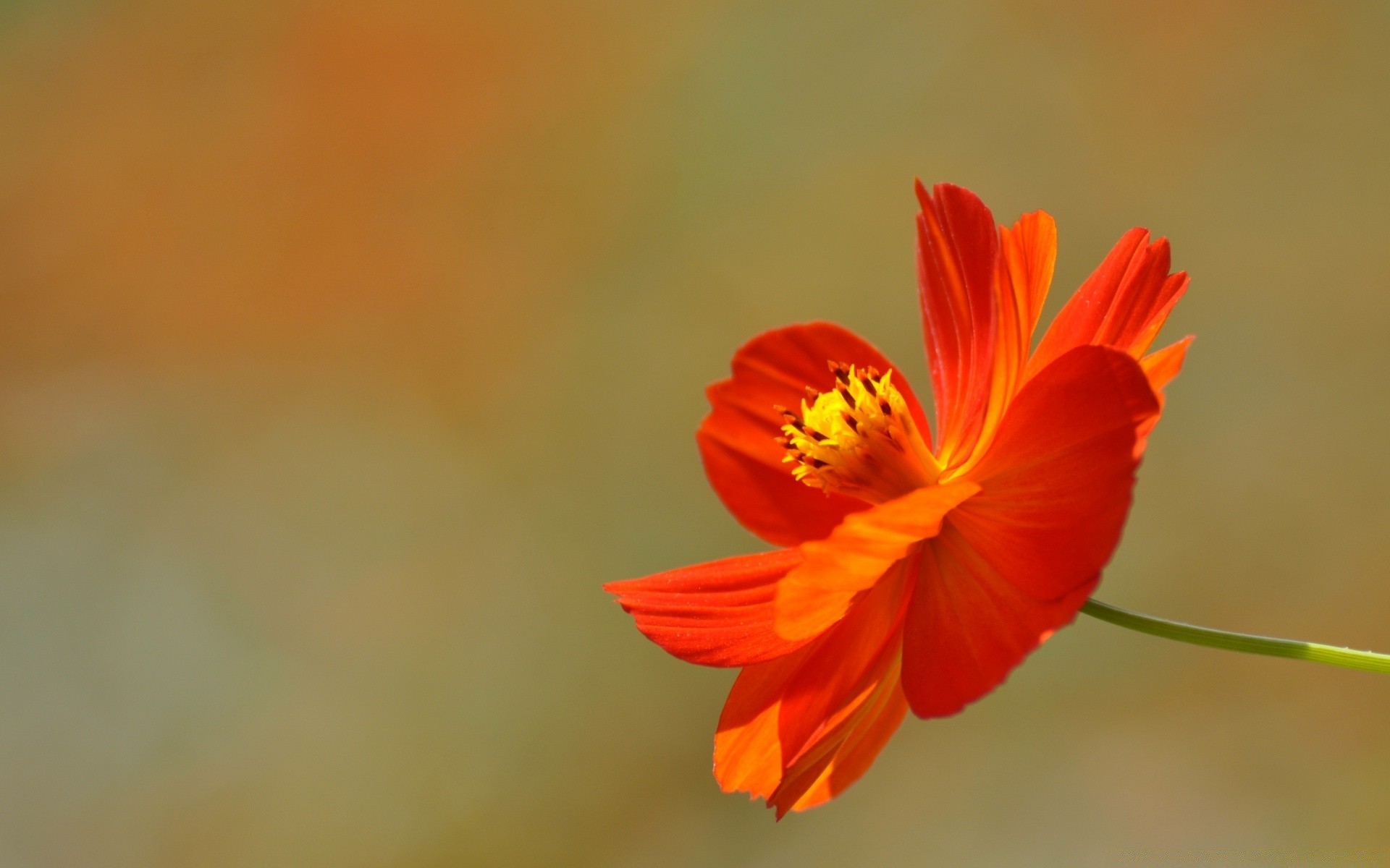 blumen blume natur flora unschärfe blatt sommer hell farbe