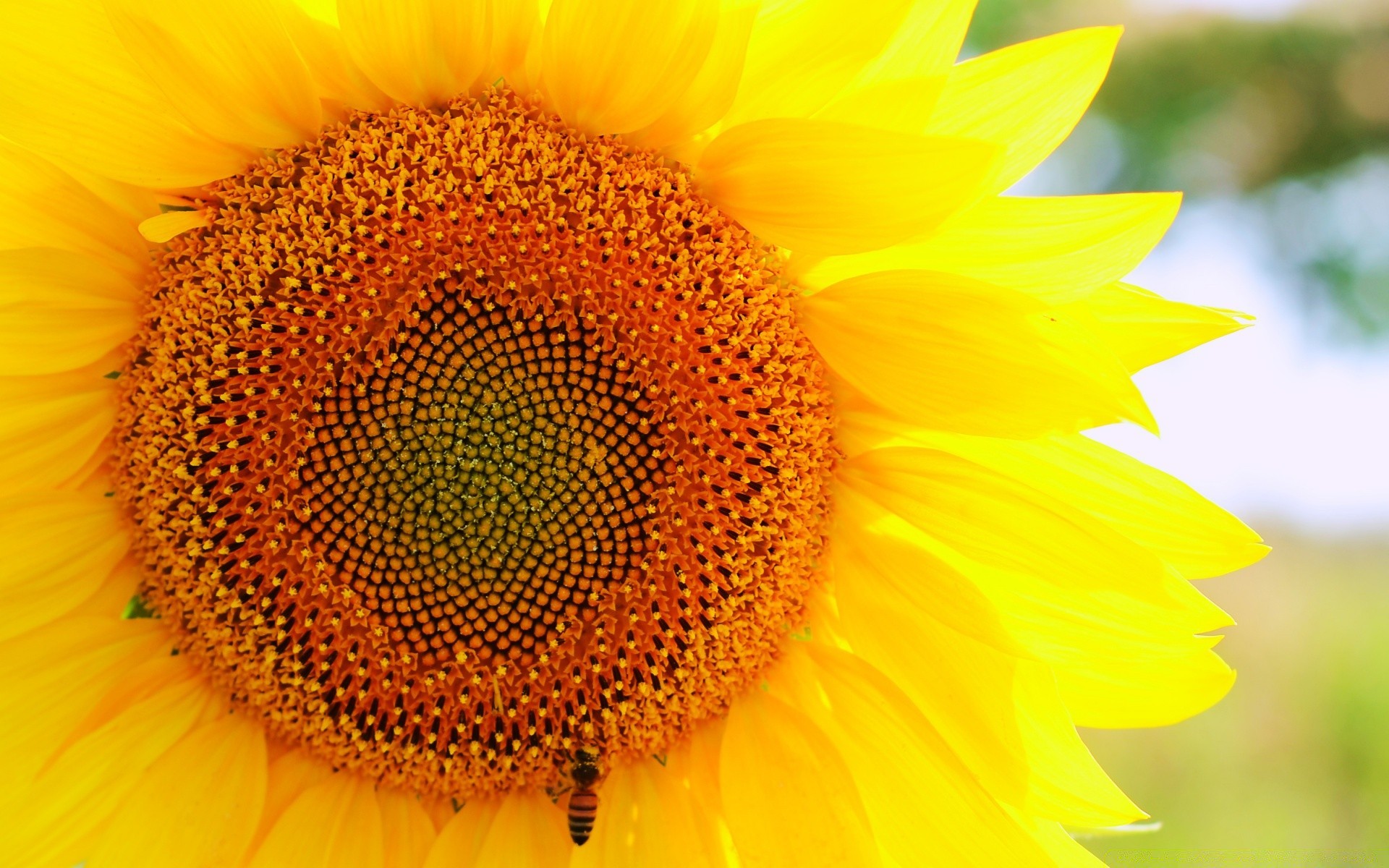 flowers sunflower nature flora flower summer bright petal pollen leaf garden growth fair weather beautiful