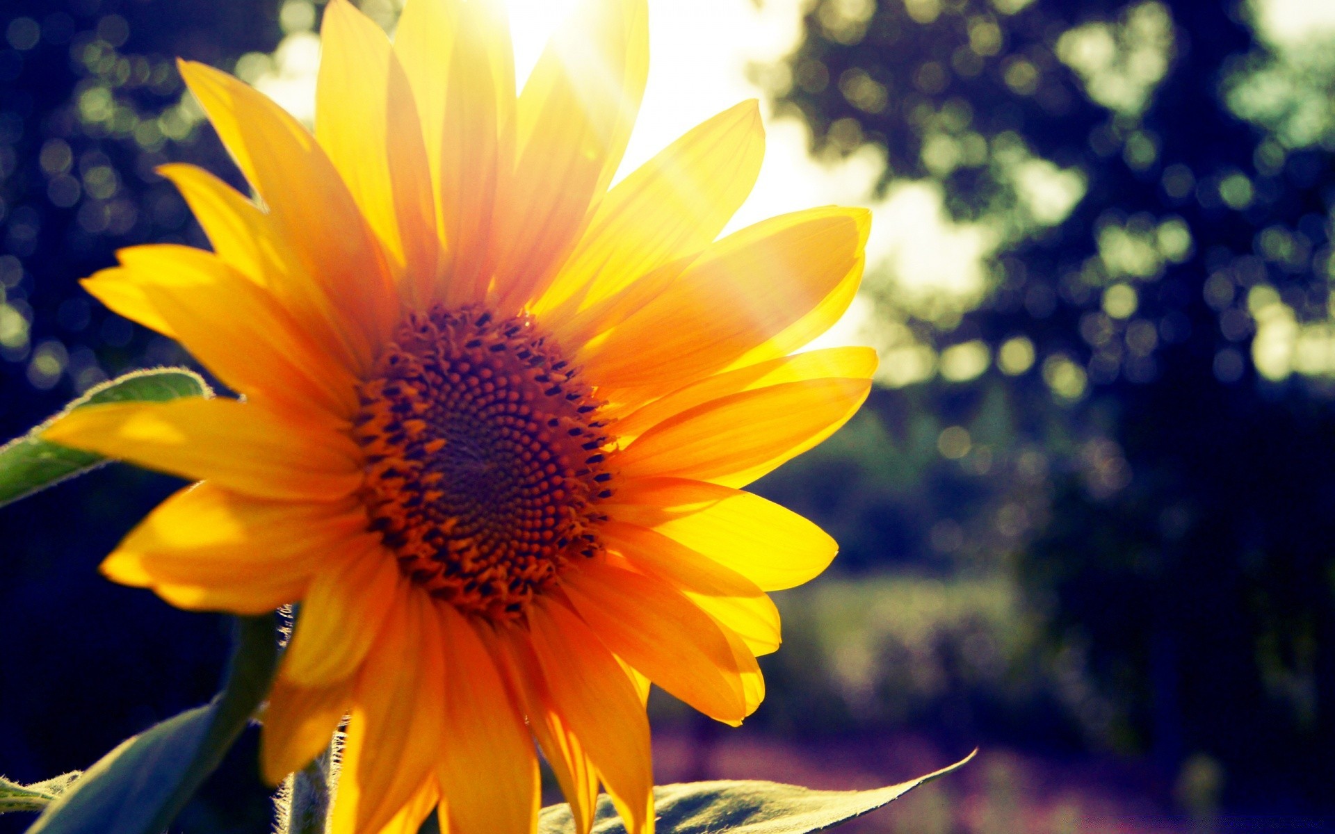 çiçekler doğa flora çiçek yaz yaprak parlak bahçe büyüme ayçiçeği güzel hava renk