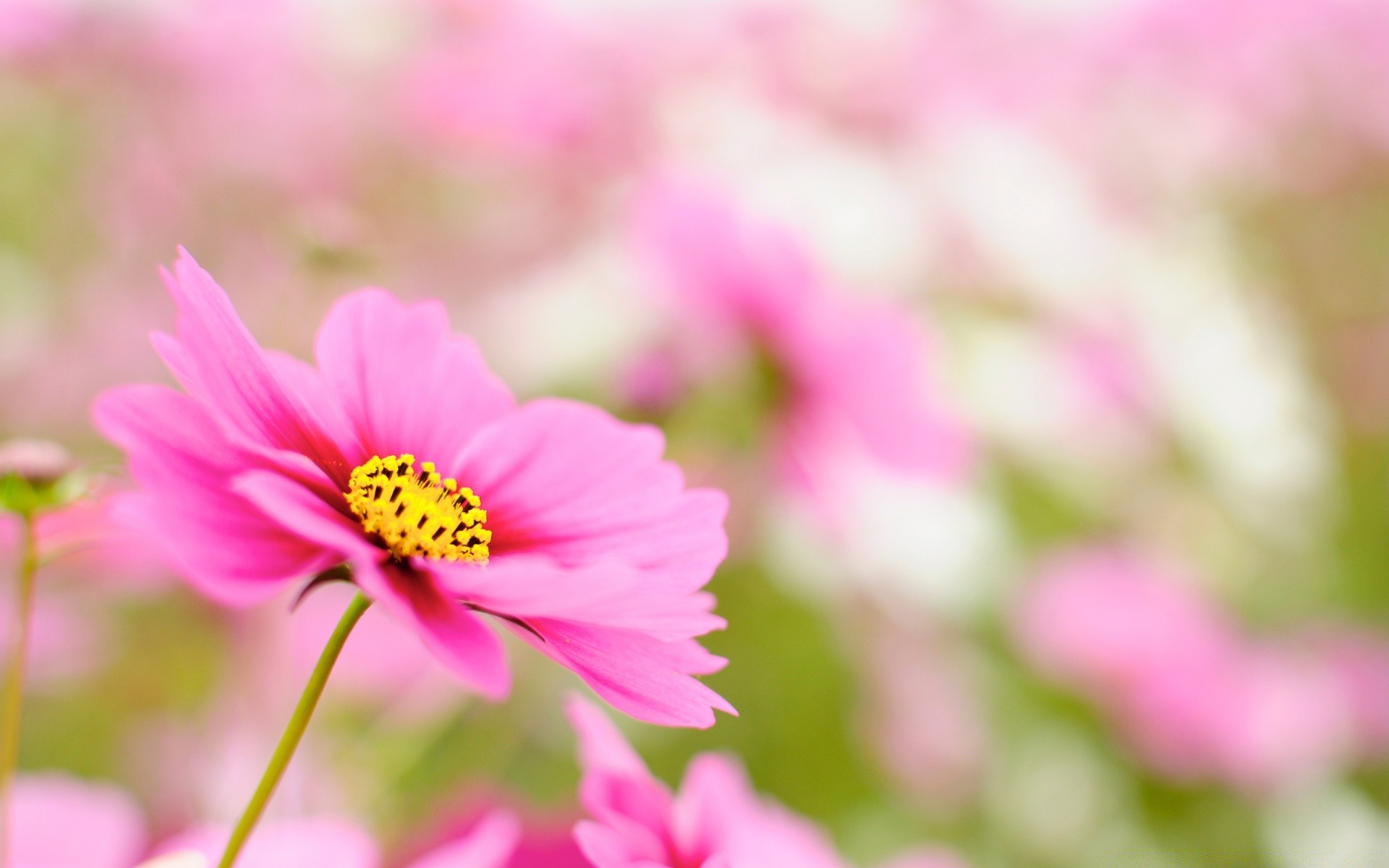 fiori natura fiore estate flora vivid foglia giardino crescita colore all aperto petalo bel tempo fiore