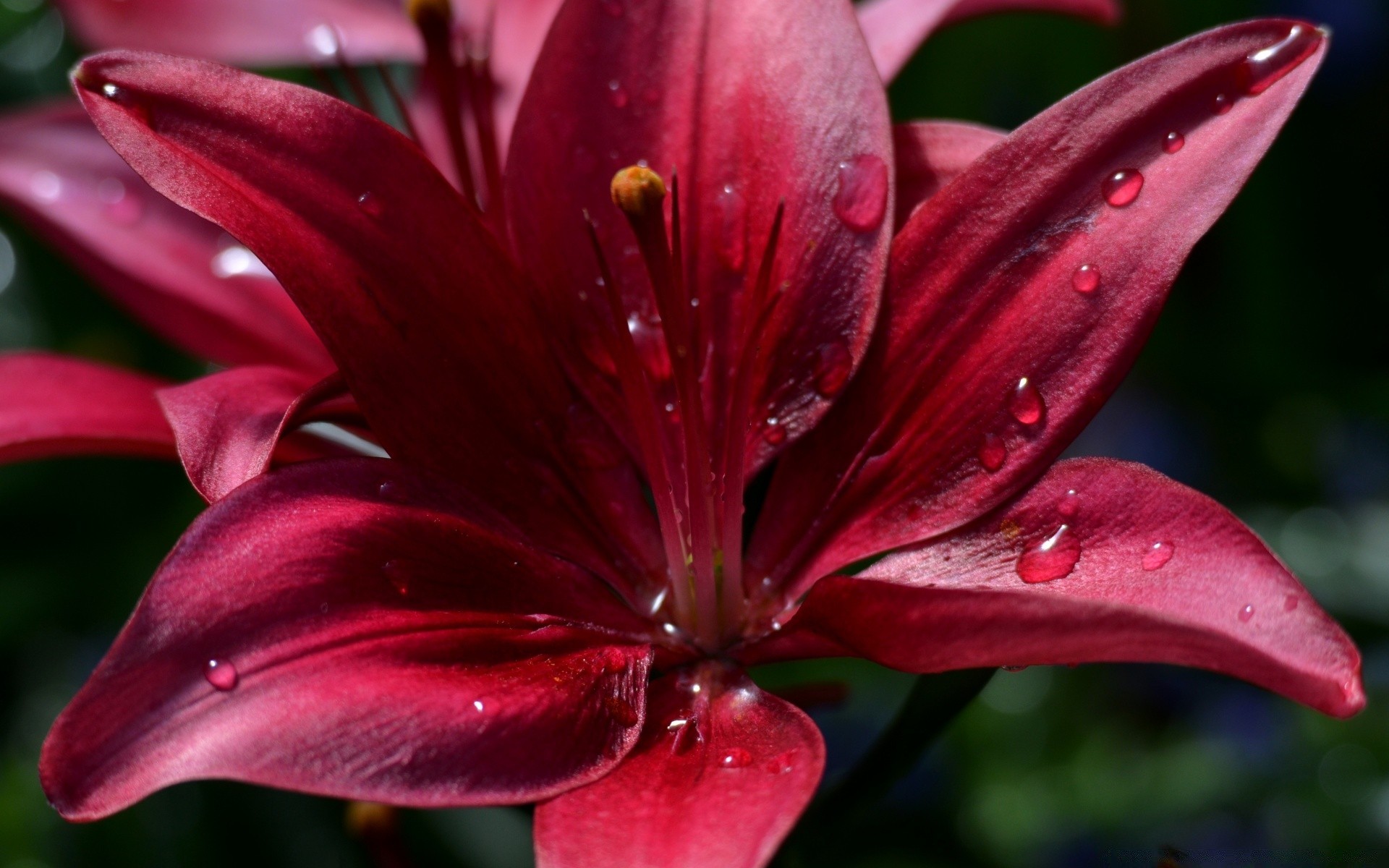 flowers flower lily nature flora garden petal leaf color floral summer delicate blooming flores