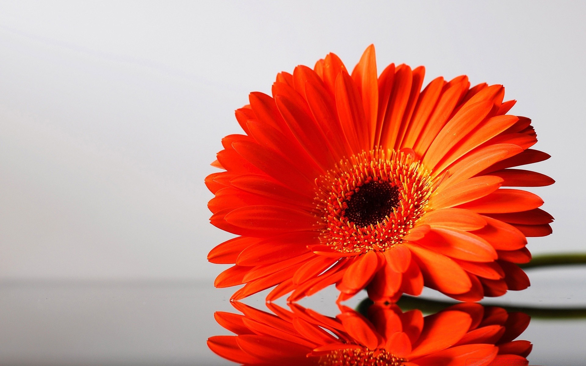 flowers nature flower flora bright petal color summer beautiful floral close-up