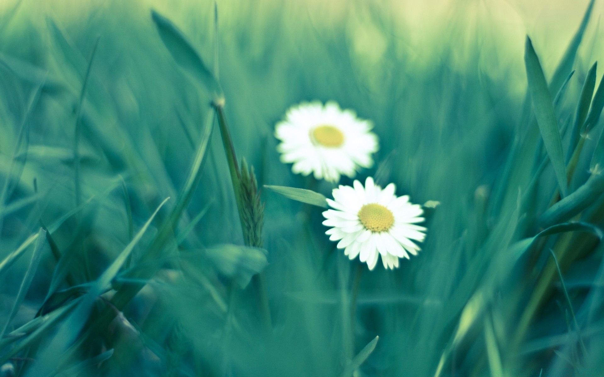 flowers flora summer nature grass field hayfield flower garden leaf bright sun color growth desktop close-up season fair weather freshness floral